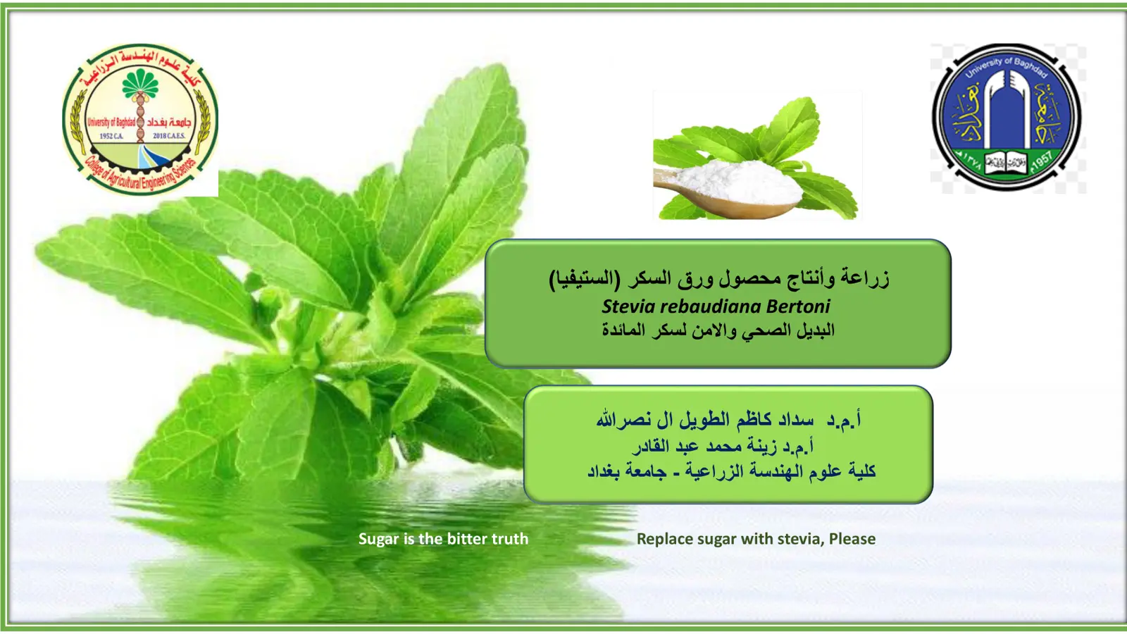 غلاف تقرير زراعة وإنتاج محصول ورق السكر (الستيفيا) Stevia rebaudiana Bertoni