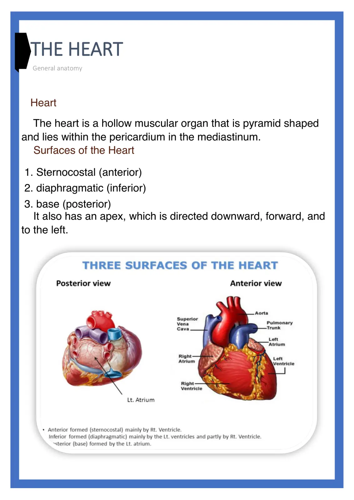 غلاف تقرير THE HEART General anatomy