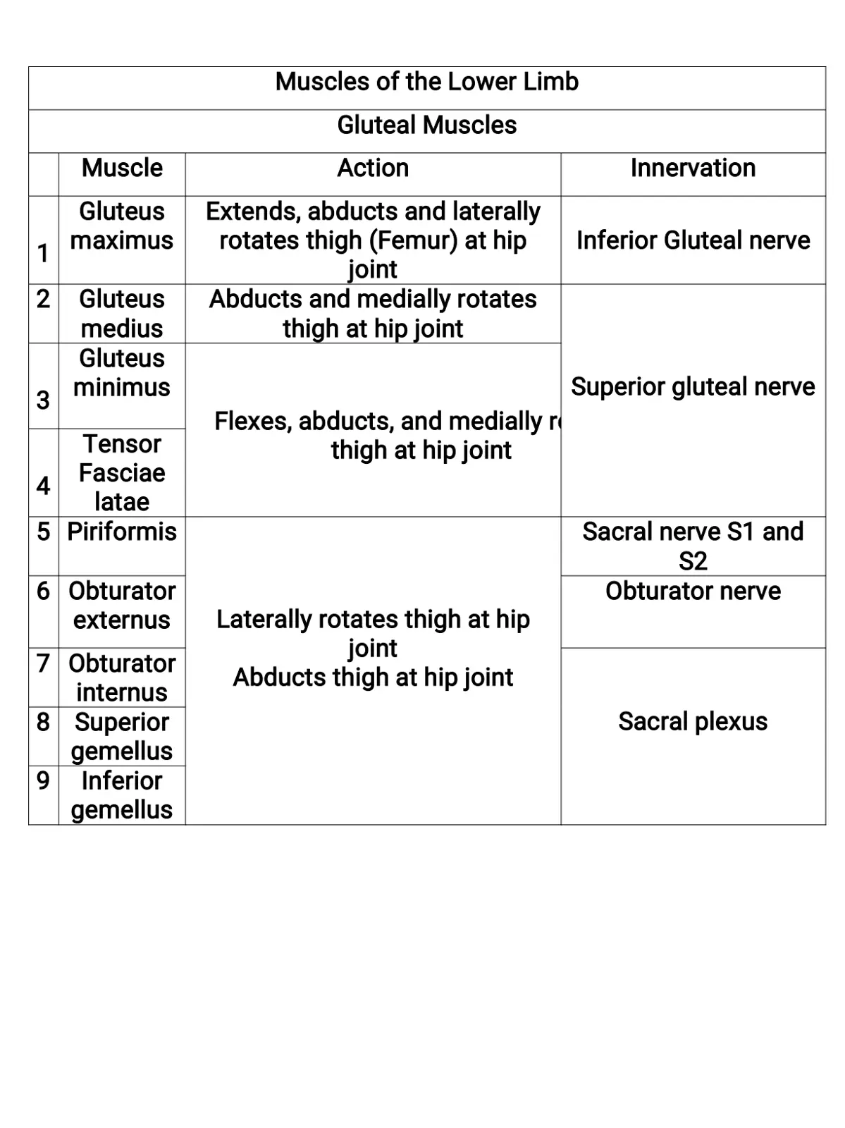 غلاف تقرير Muscles of the Lower Limb Gluteal Muscles