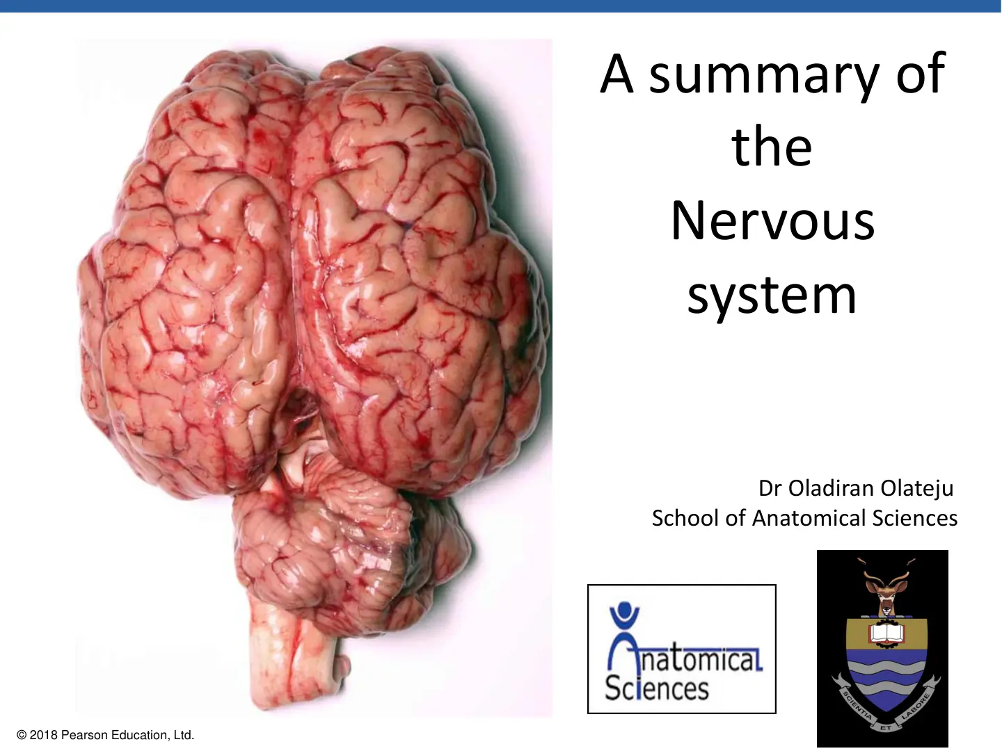 غلاف تقرير A summary of the Nervous system