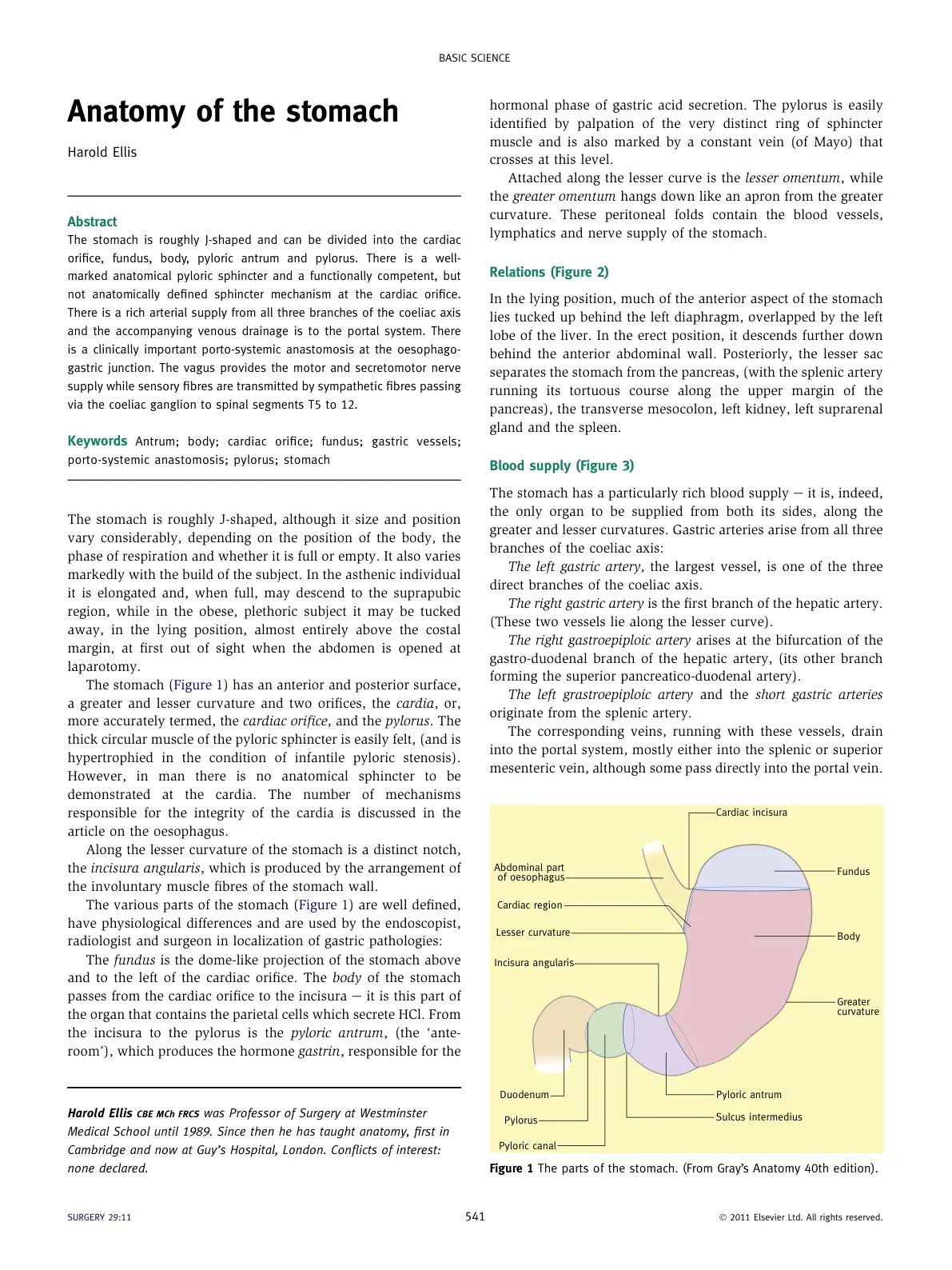 غلاف تقرير BASIC SCIENCE Anatomy of the stomach