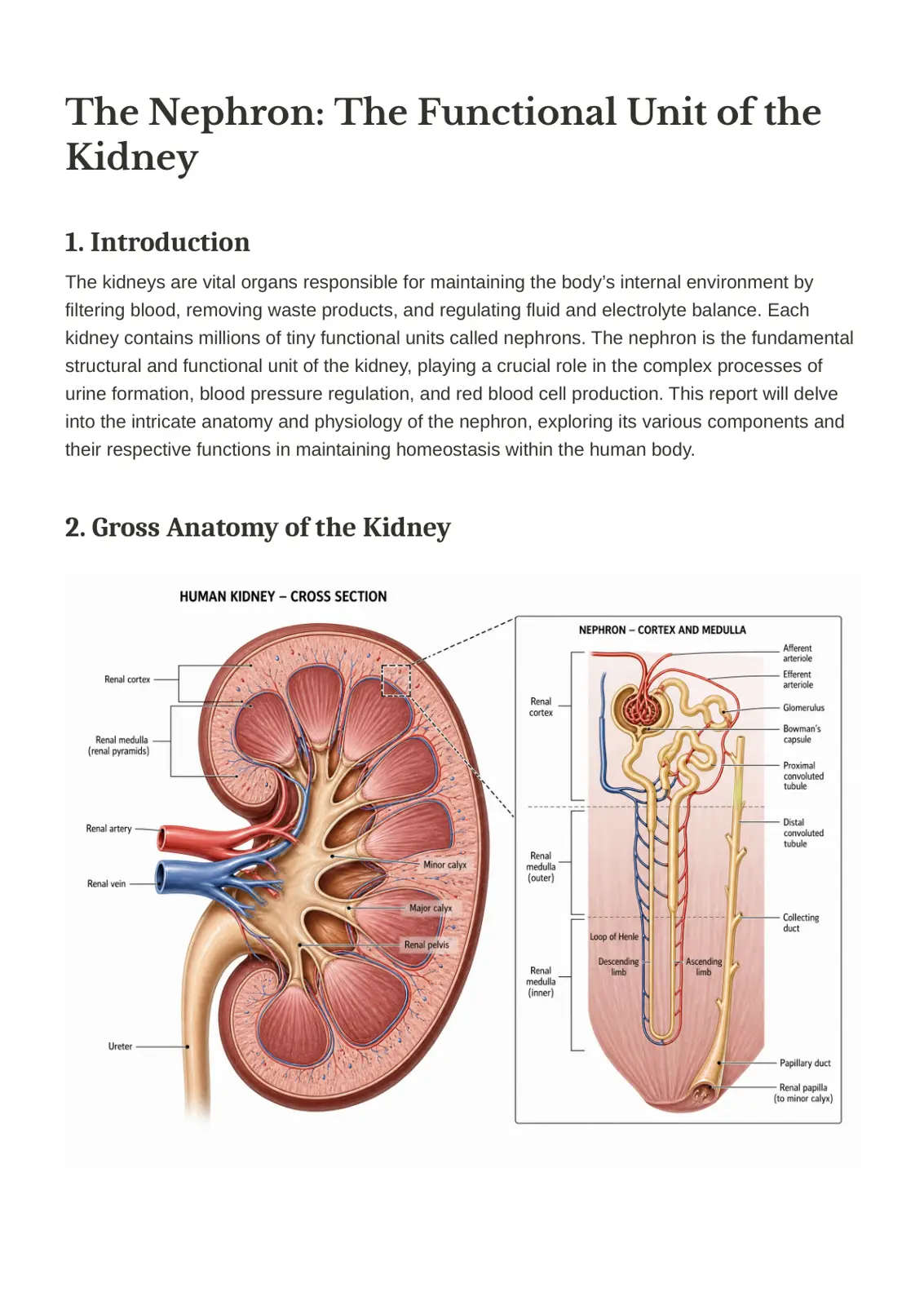 غلاف تقرير The Nephron: The Functional Unit of the Kidney