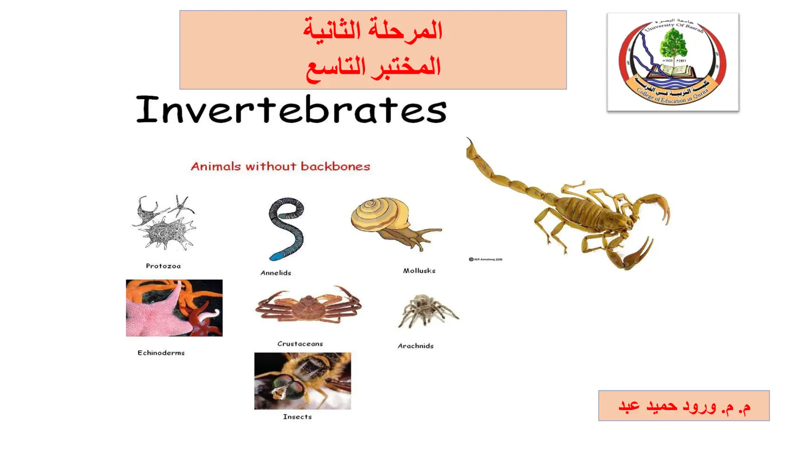 غلاف تقرير Invertebrates