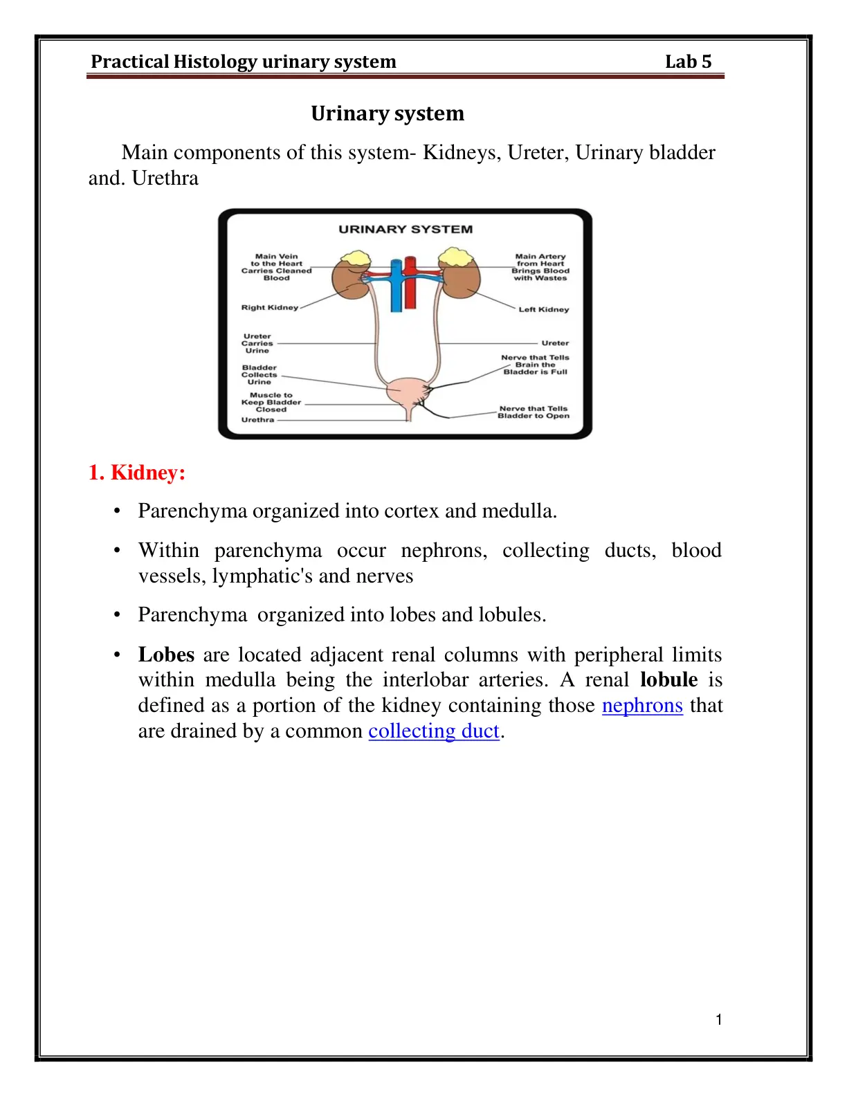 غلاف تقرير Practical Histology urinary system Lab 5
