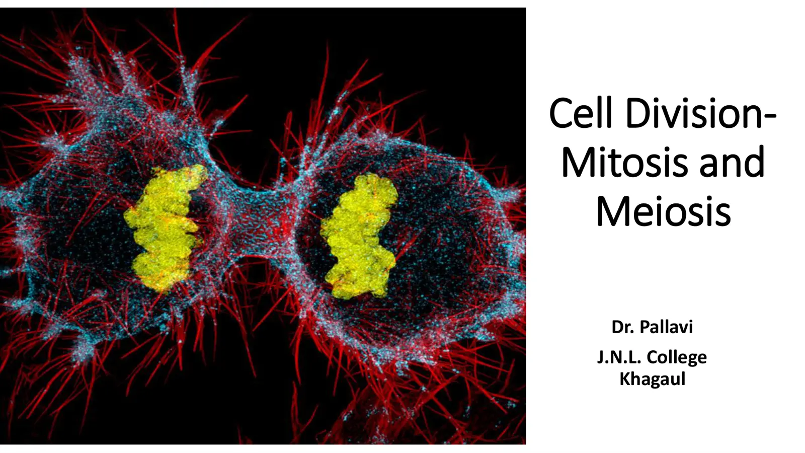 غلاف تقرير Cell Division: Mitosis and Meiosis