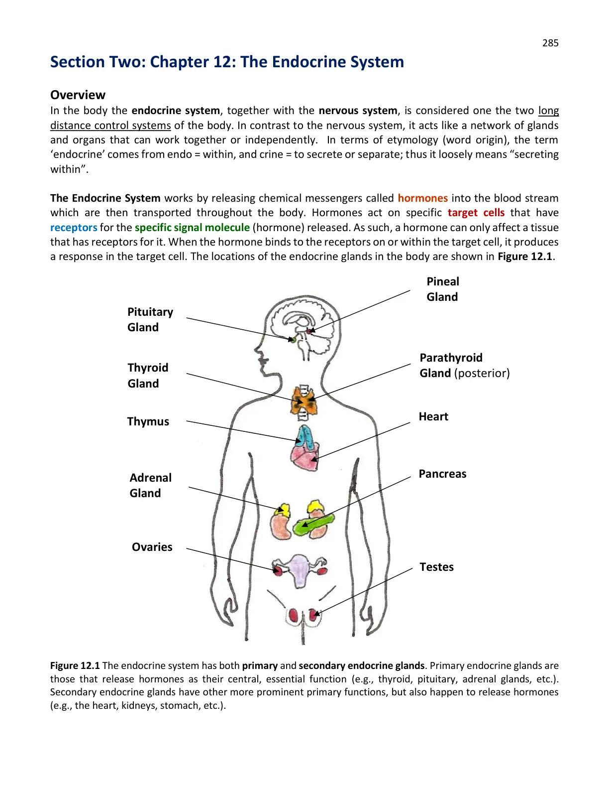 غلاف تقرير The Endocrine System – Overview