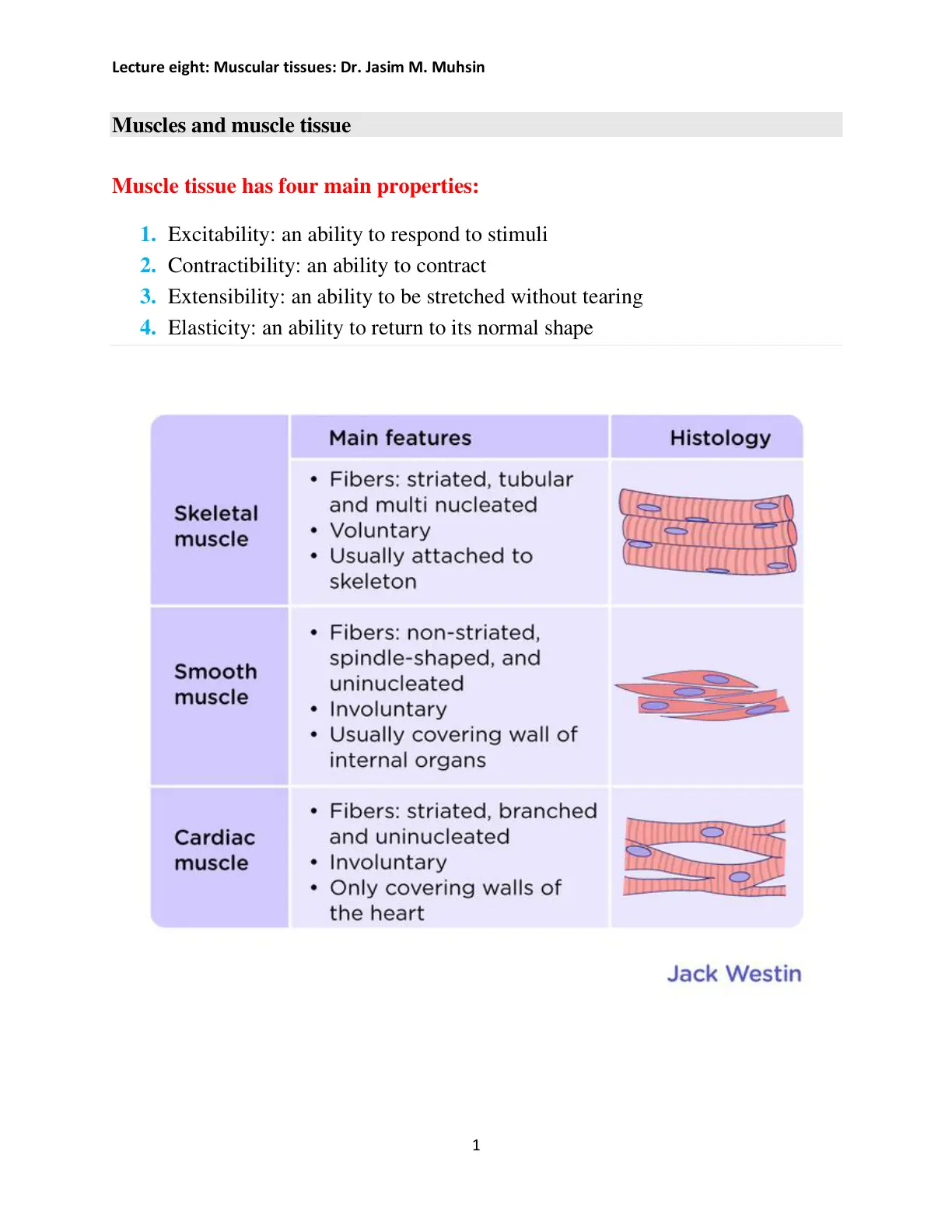 غلاف تقرير Lecture eight: Muscular tissues