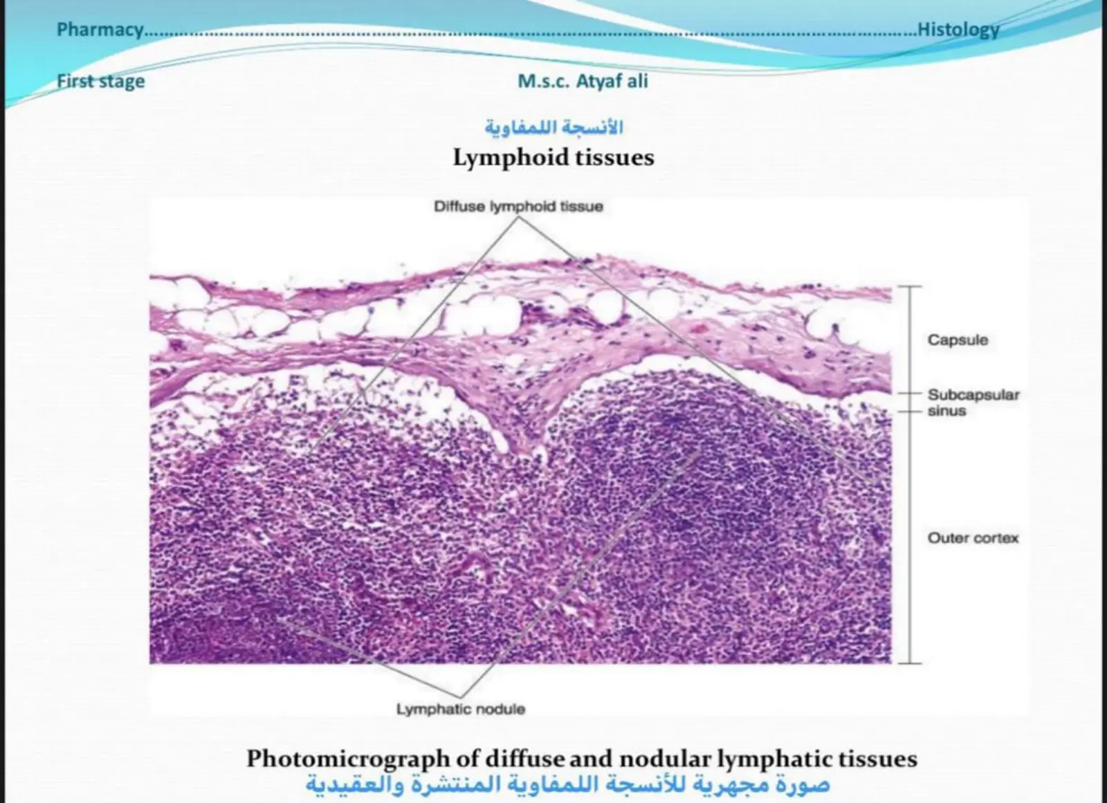 غلاف تقرير الأنسجة اللمفاوية Lymphoid tissues