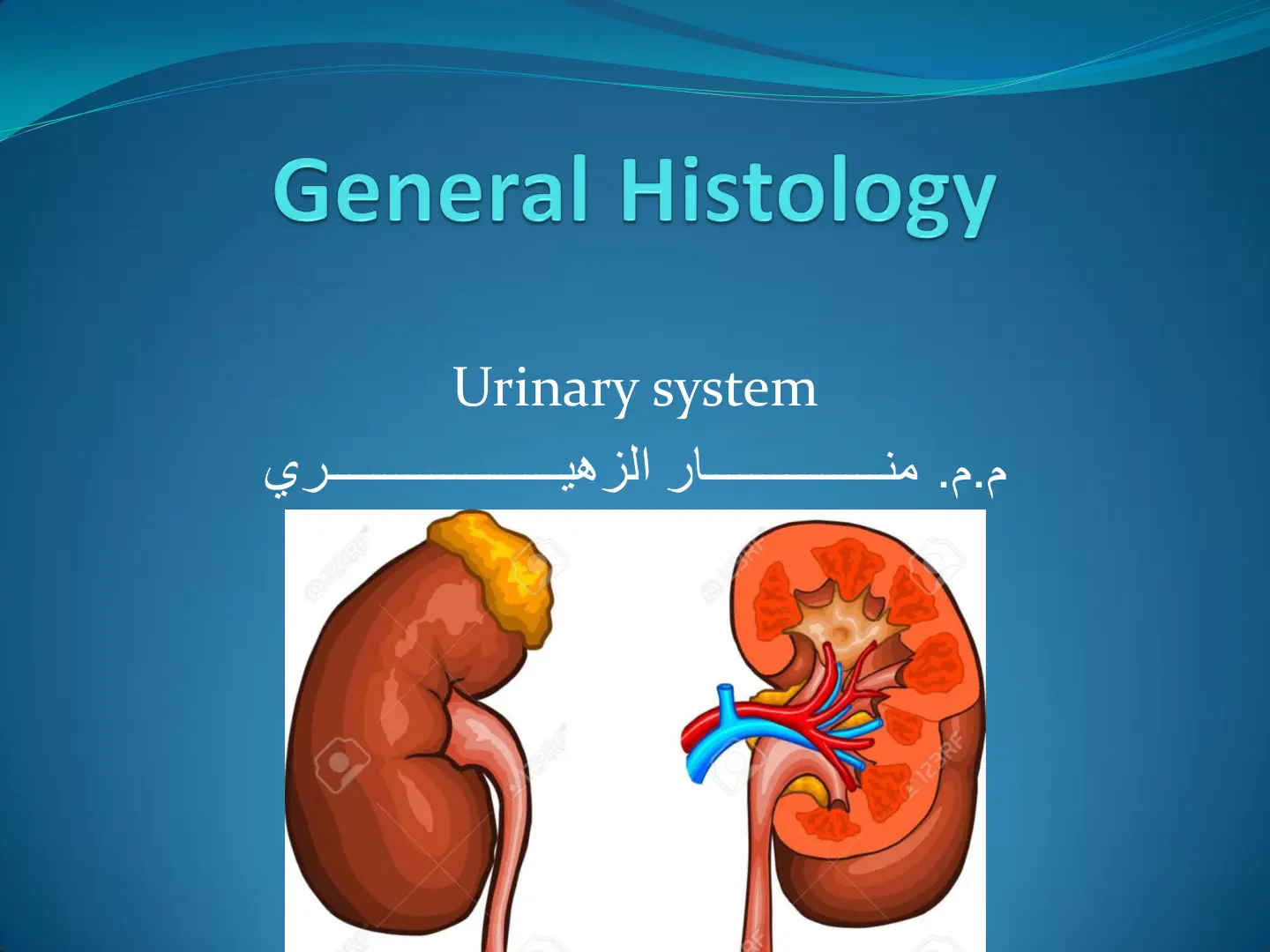 غلاف تقرير General Histology Urinary system