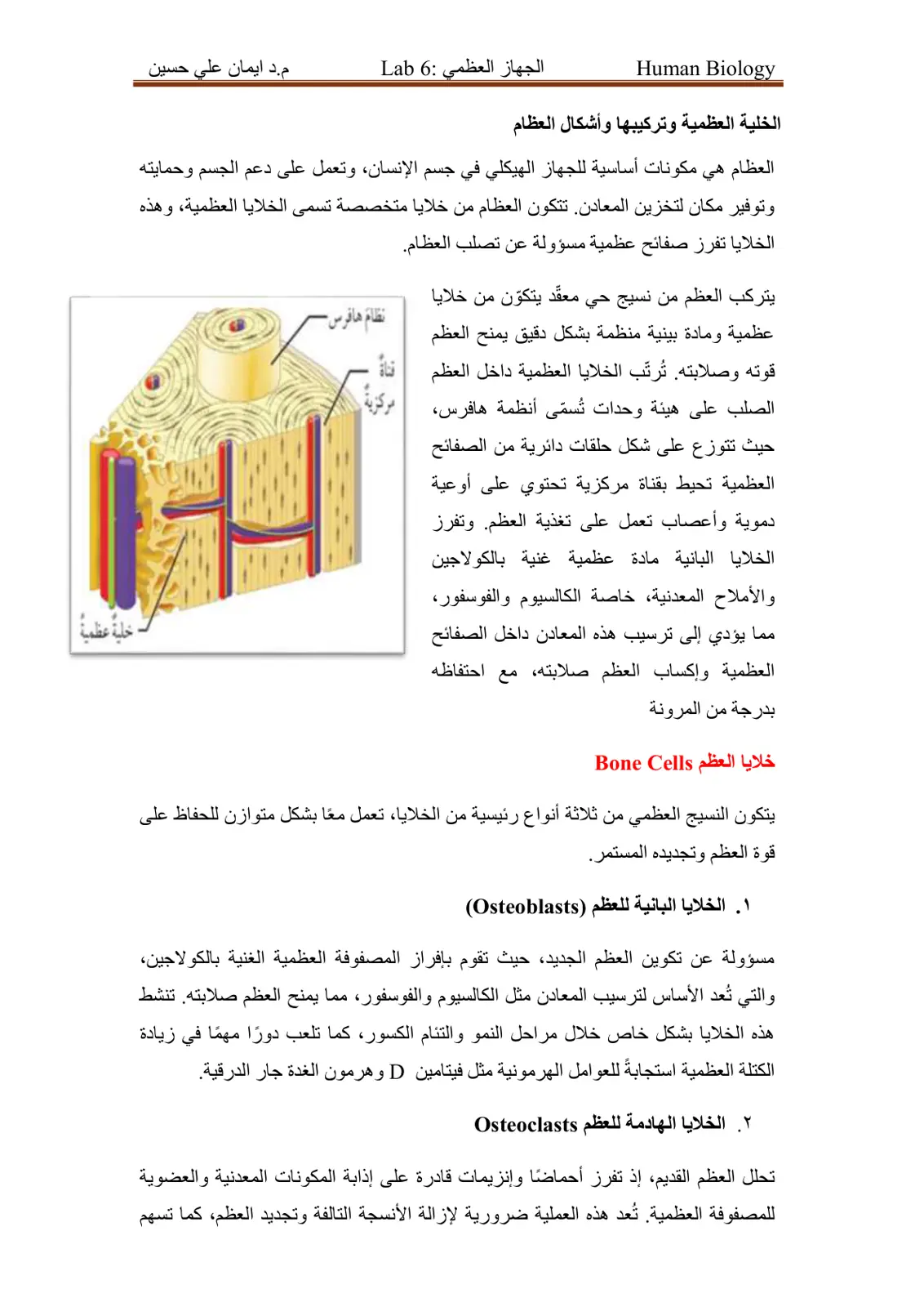 غلاف تقرير Human Biology - Lab 6: الجهاز العظمي