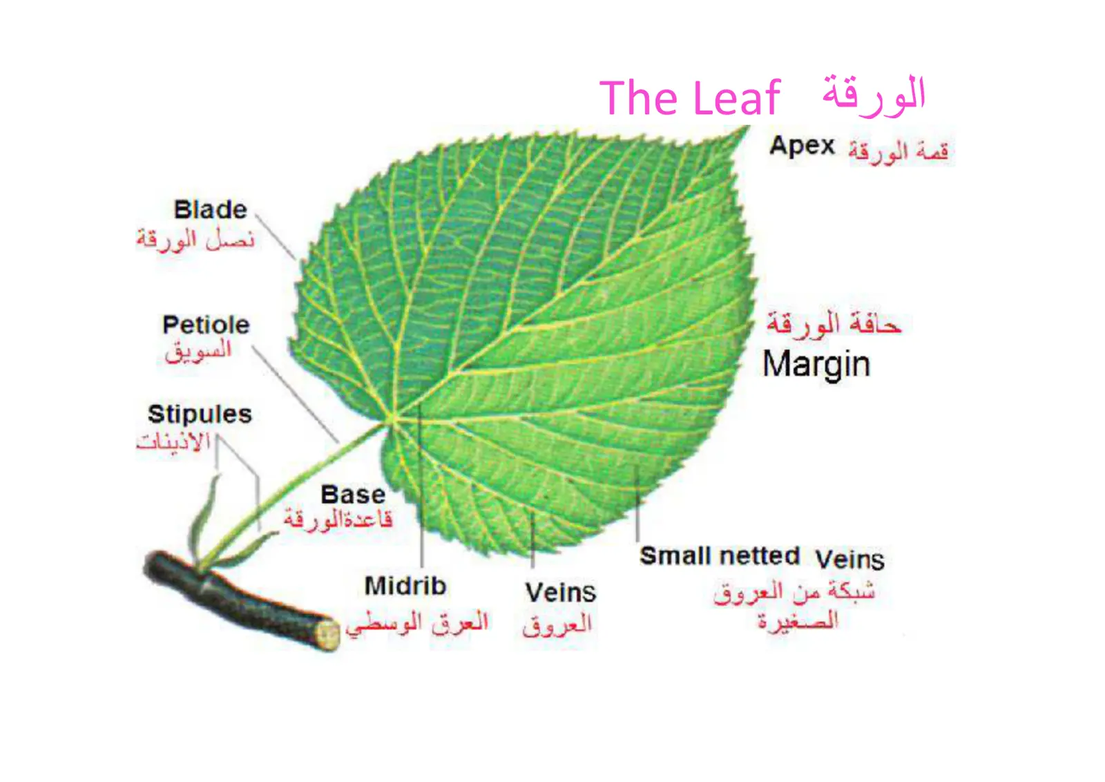 غلاف تقرير الورقة The Leaf