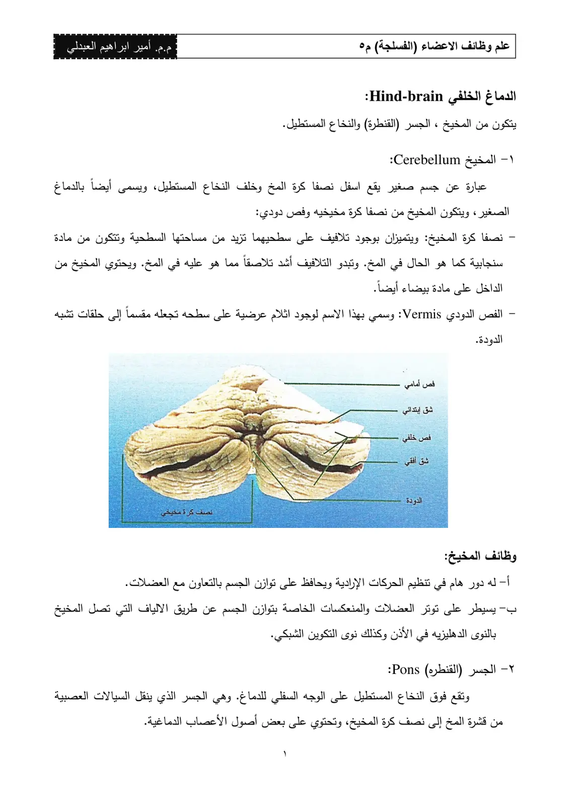 غلاف تقرير الدماغ الخلفي Hind-brain