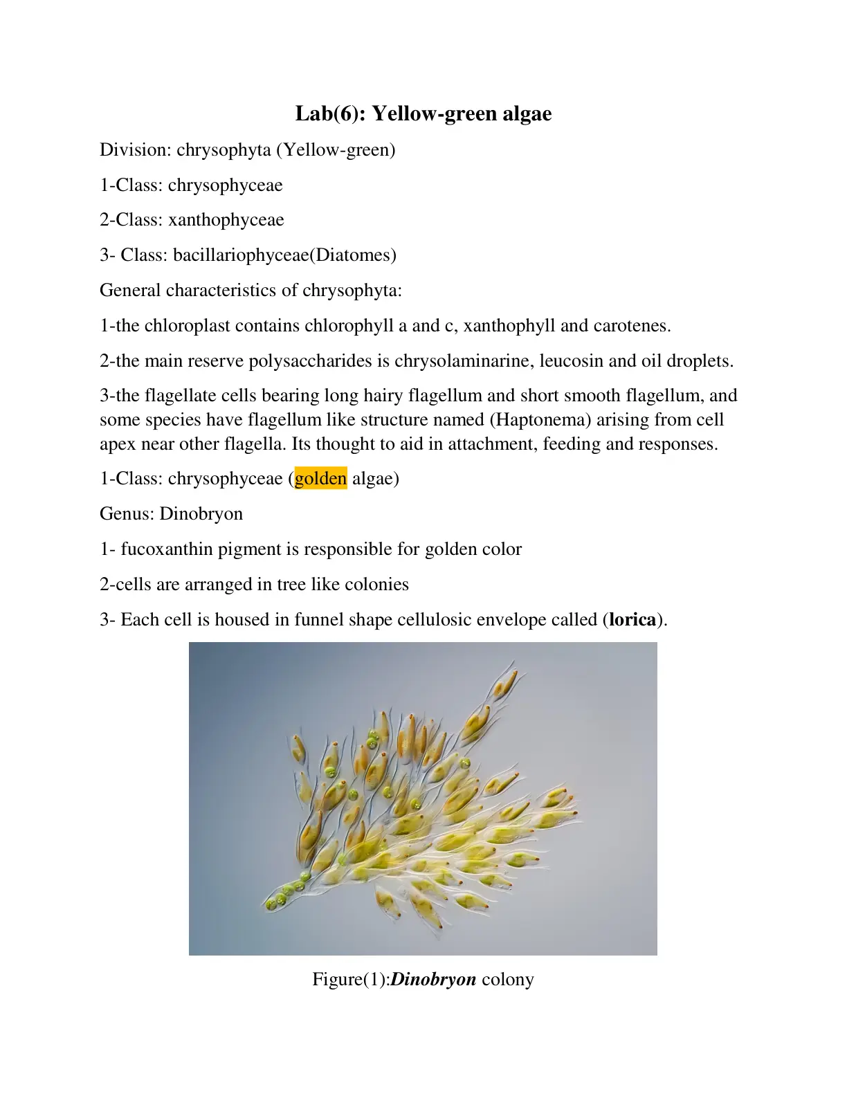 غلاف تقرير Lab(6): Yellow-green algae