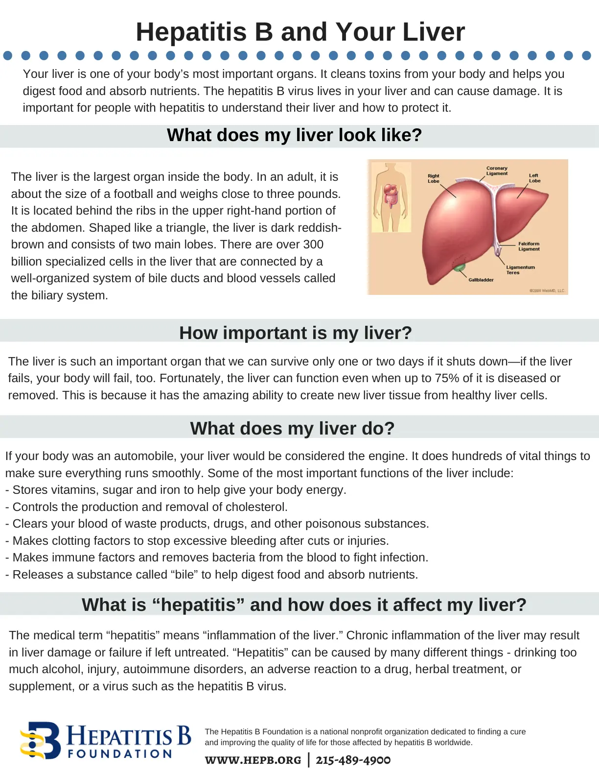 غلاف تقرير Hepatitis B and Your Liver