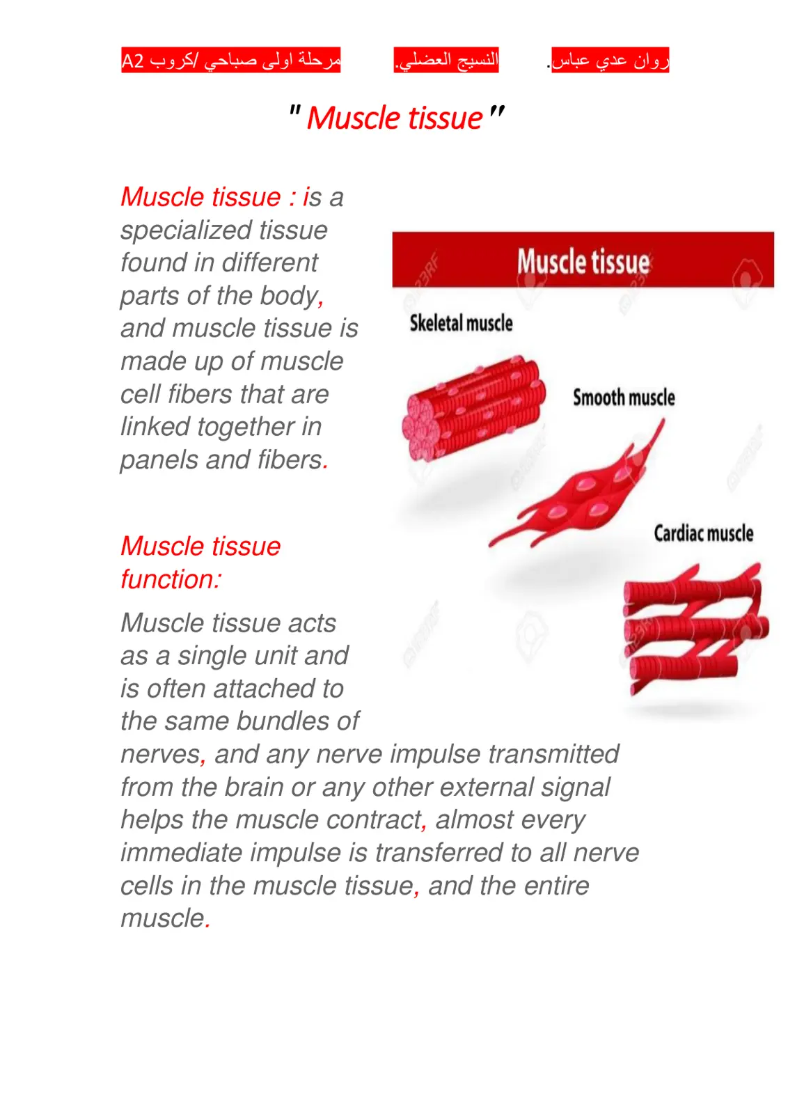 غلاف تقرير النسيج العضلي / Muscle tissue