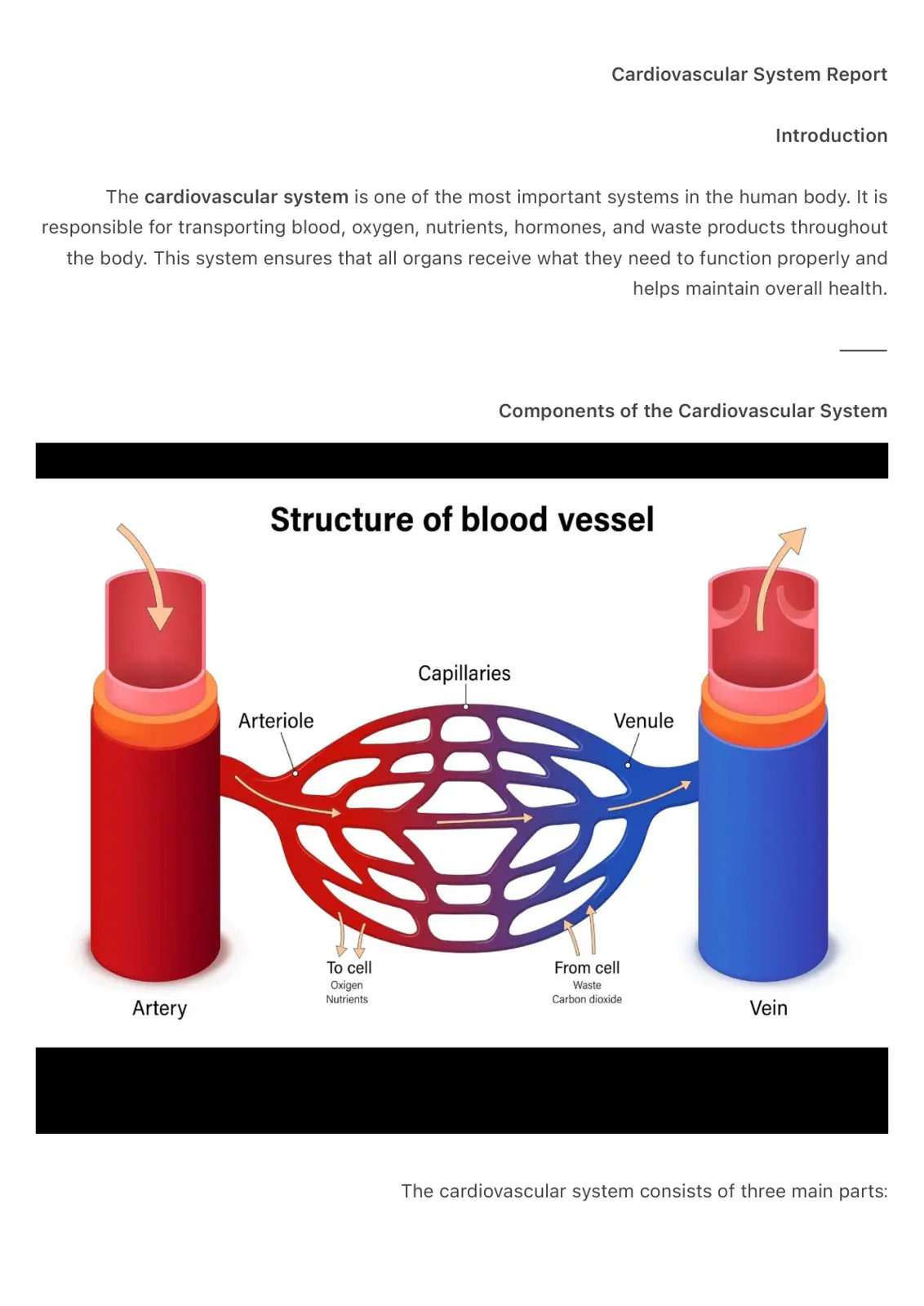 غلاف تقرير Cardiovascular System Report