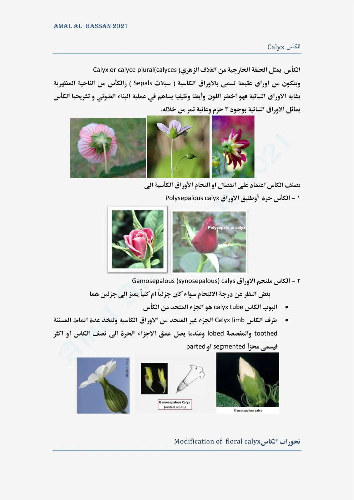 غلاف تقرير الكأس Calyx