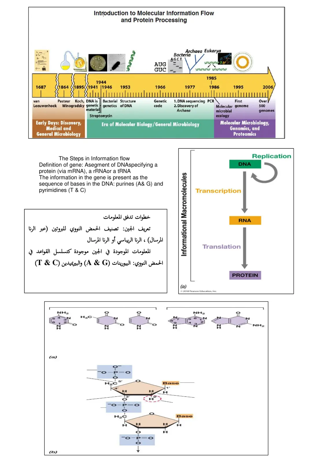 غلاف تقرير Introduction to Molecular Information Flow and Protein Processing