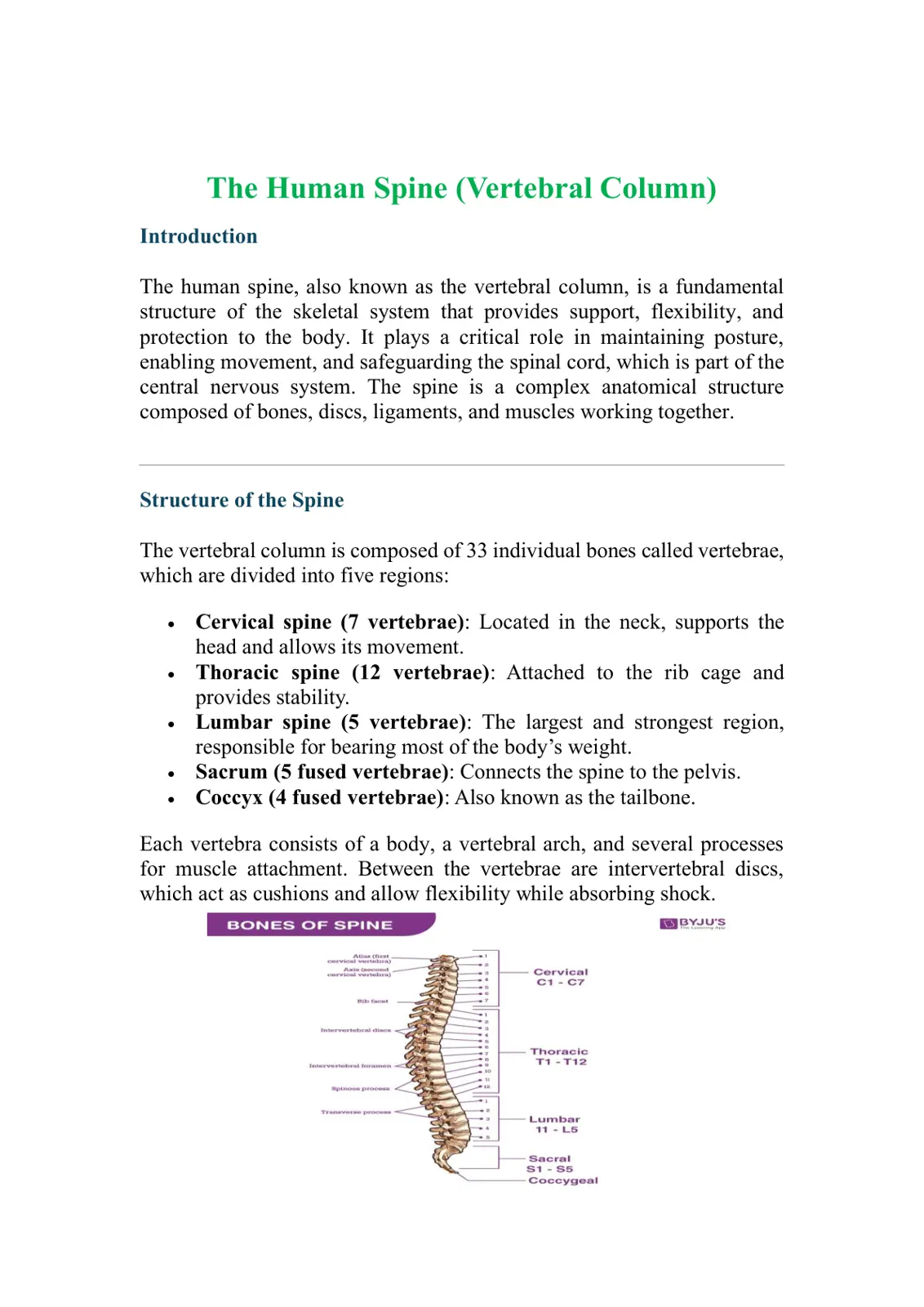 غلاف تقرير The Human Spine (Vertebral Column)