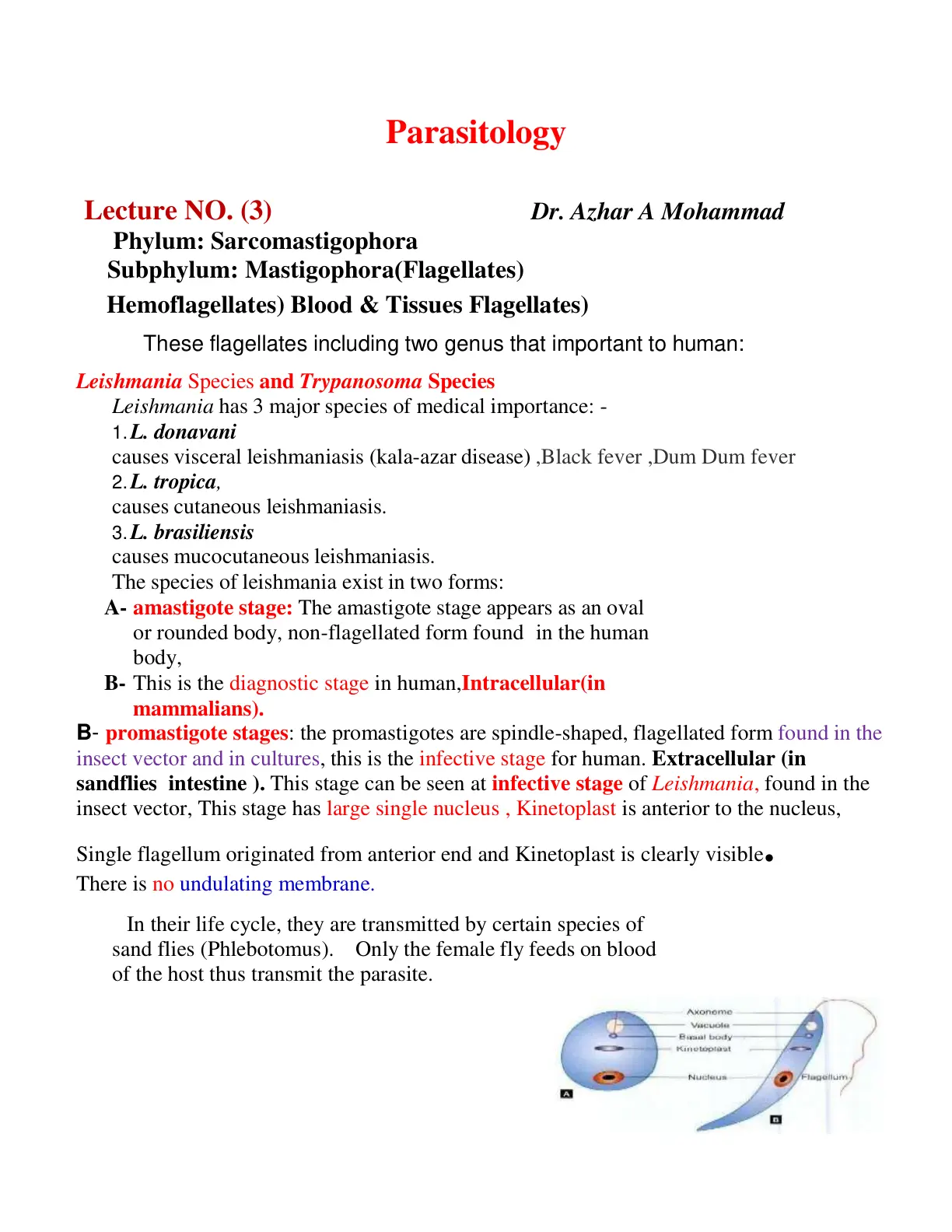 غلاف تقرير Parasitology – Lecture No. (3): Phylum Sarcomastigophora, Subphylum Mastigophora (Flagellates)