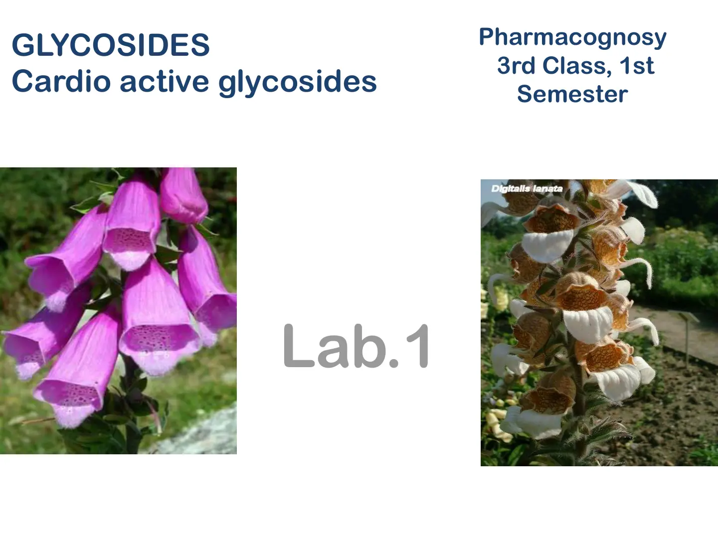 غلاف تقرير GLYCOSIDES Cardio active glycosides