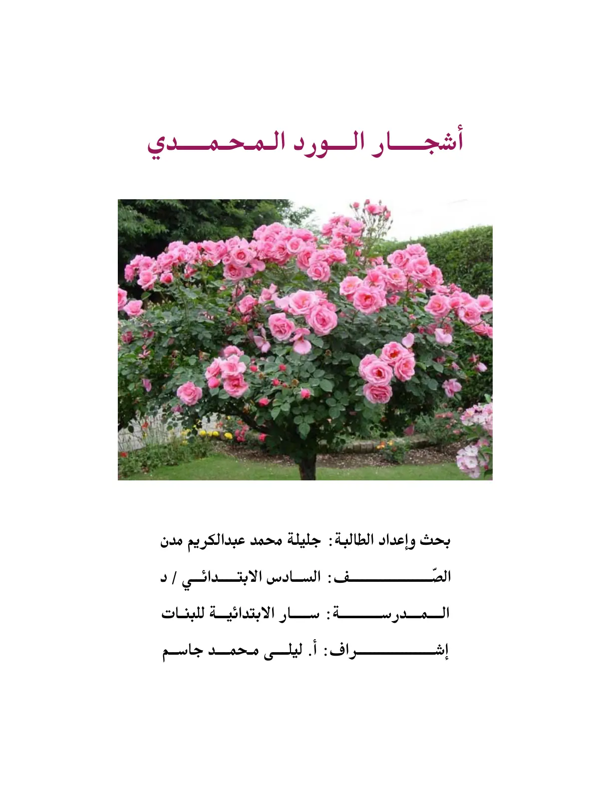 غلاف تقرير أشجار الورد المحمدي