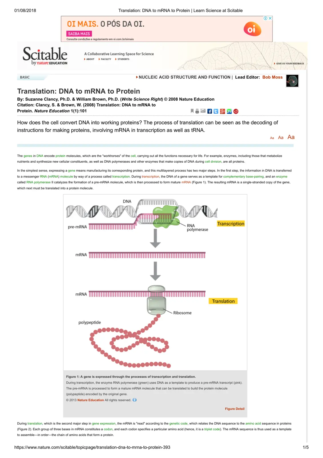 غلاف تقرير Translation: DNA to mRNA to Protein