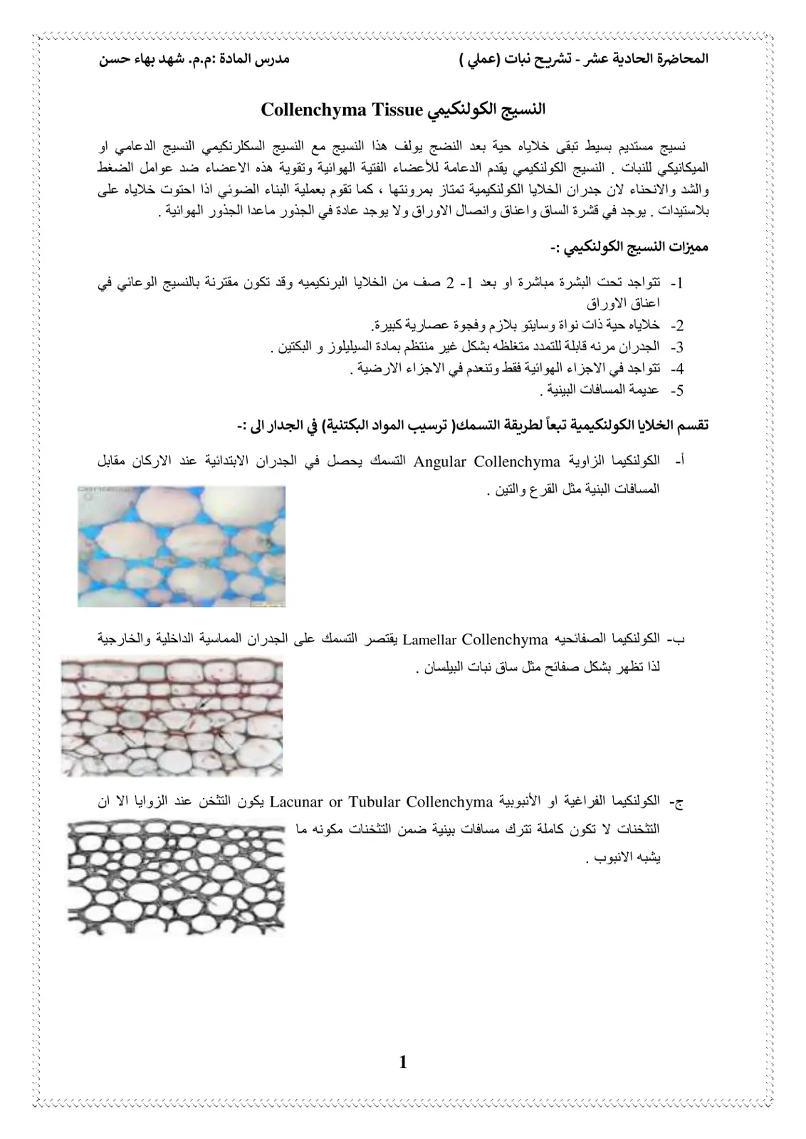غلاف تقرير المحاضرة الحادية عشر - تشريح نبات (عملي)