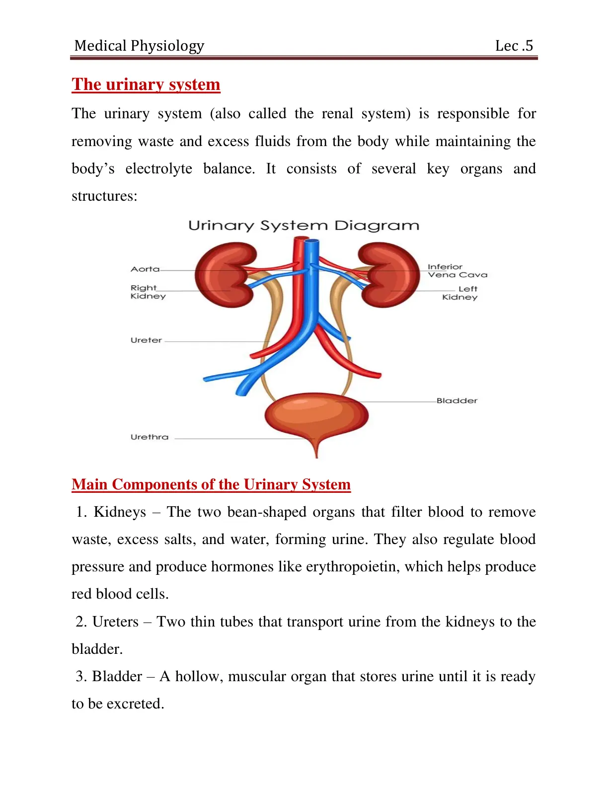 غلاف تقرير Medical Physiology The urinary system Lec.5