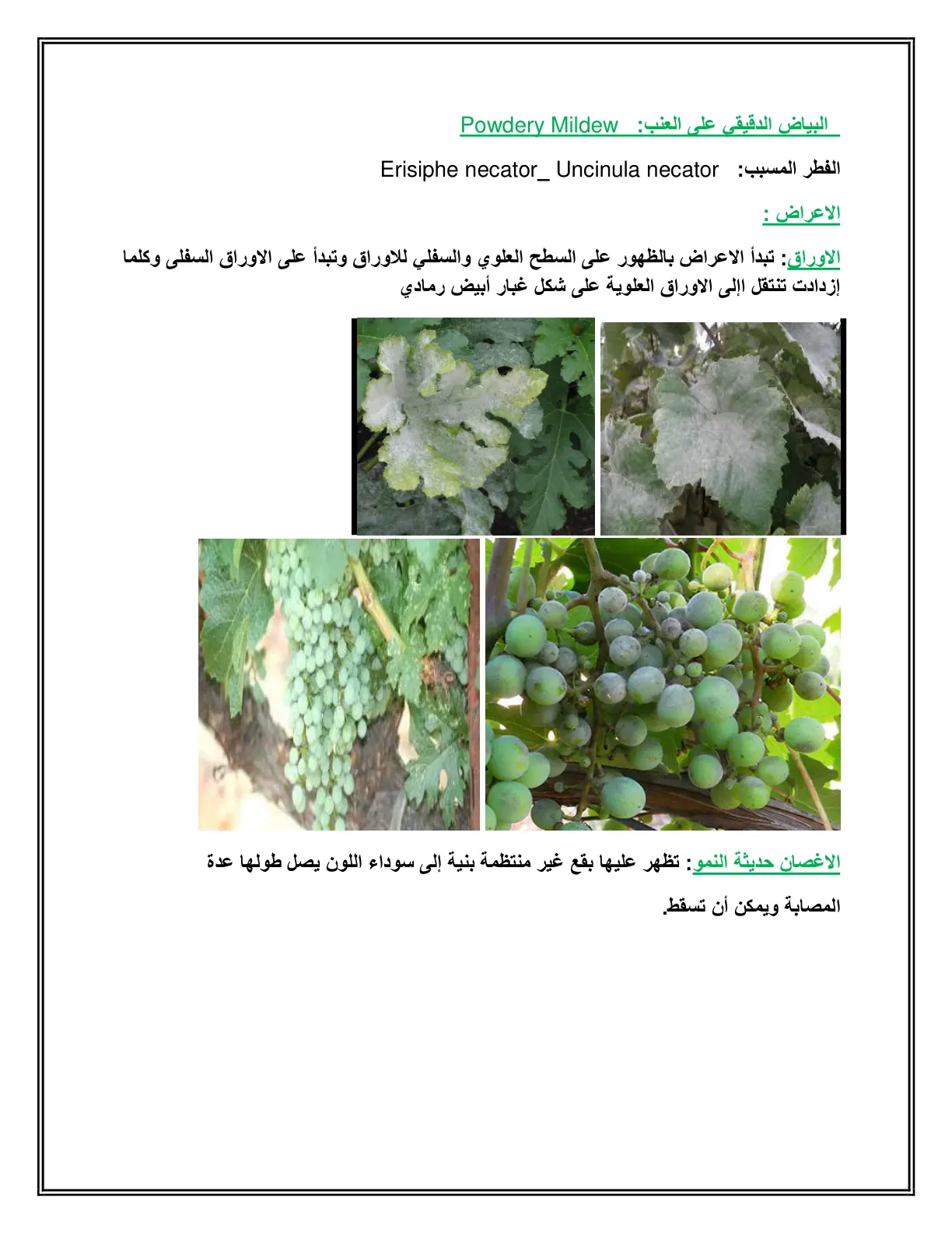 غلاف تقرير البياض الدقيقي على العنب Powdery Mildew
