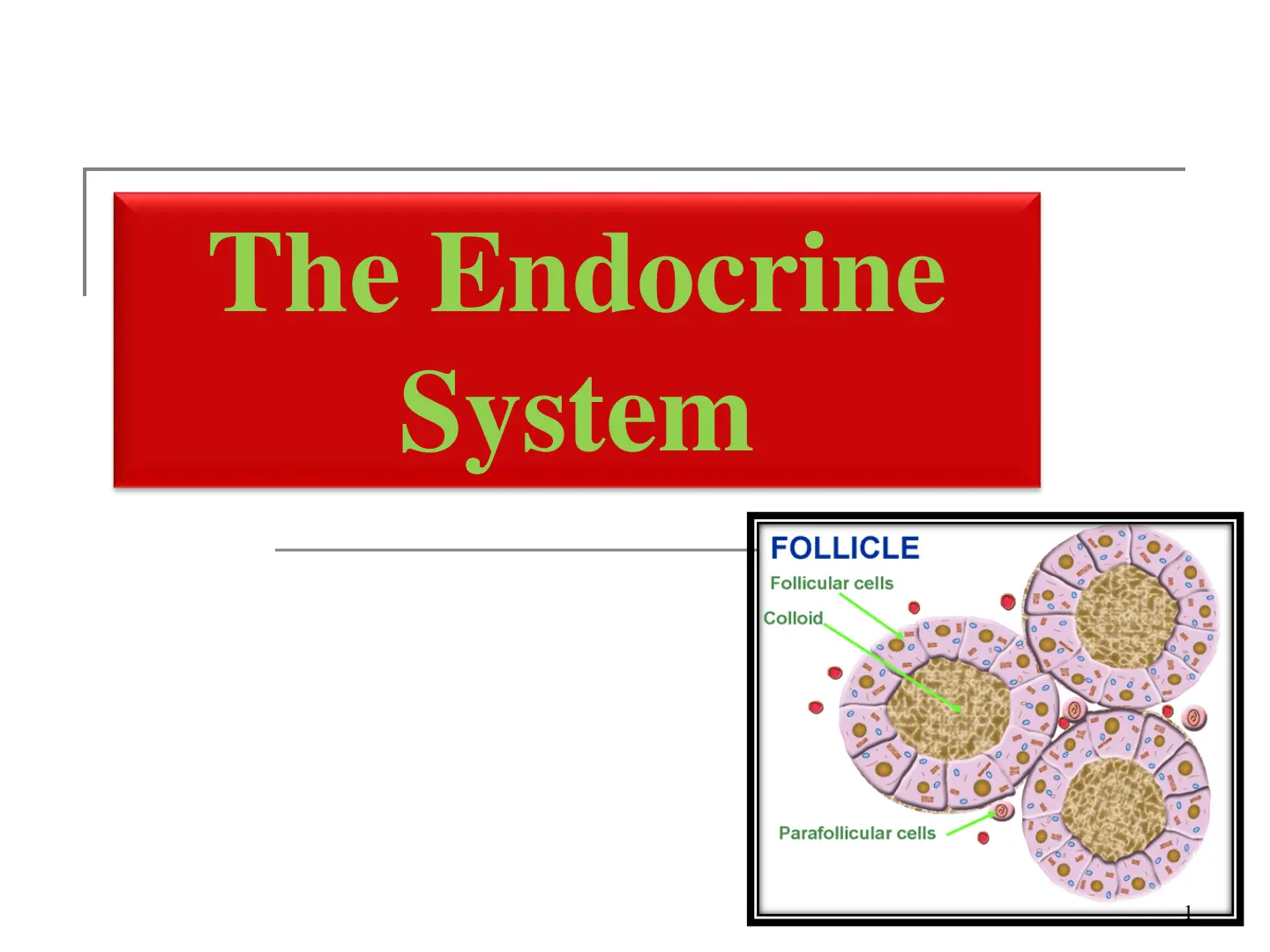 غلاف تقرير The Endocrine System