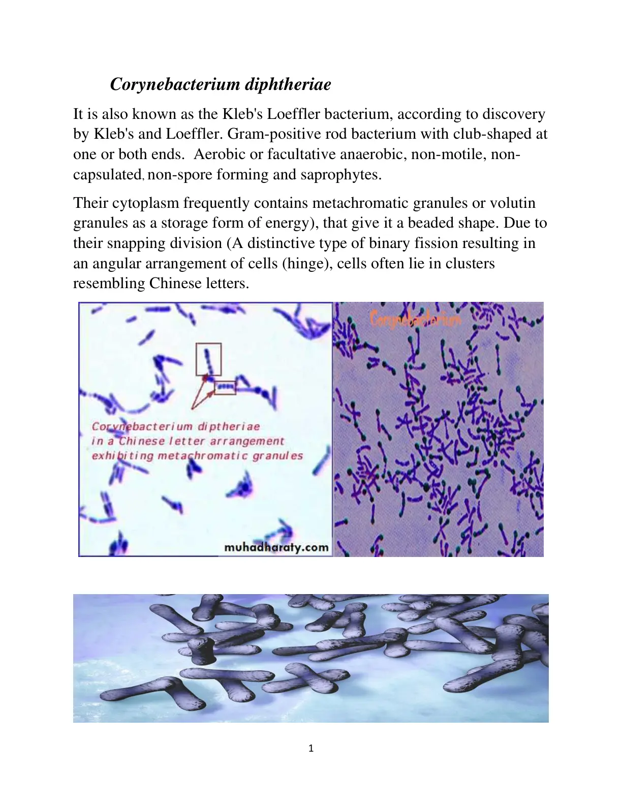 غلاف تقرير Corynebacterium diphtheriae