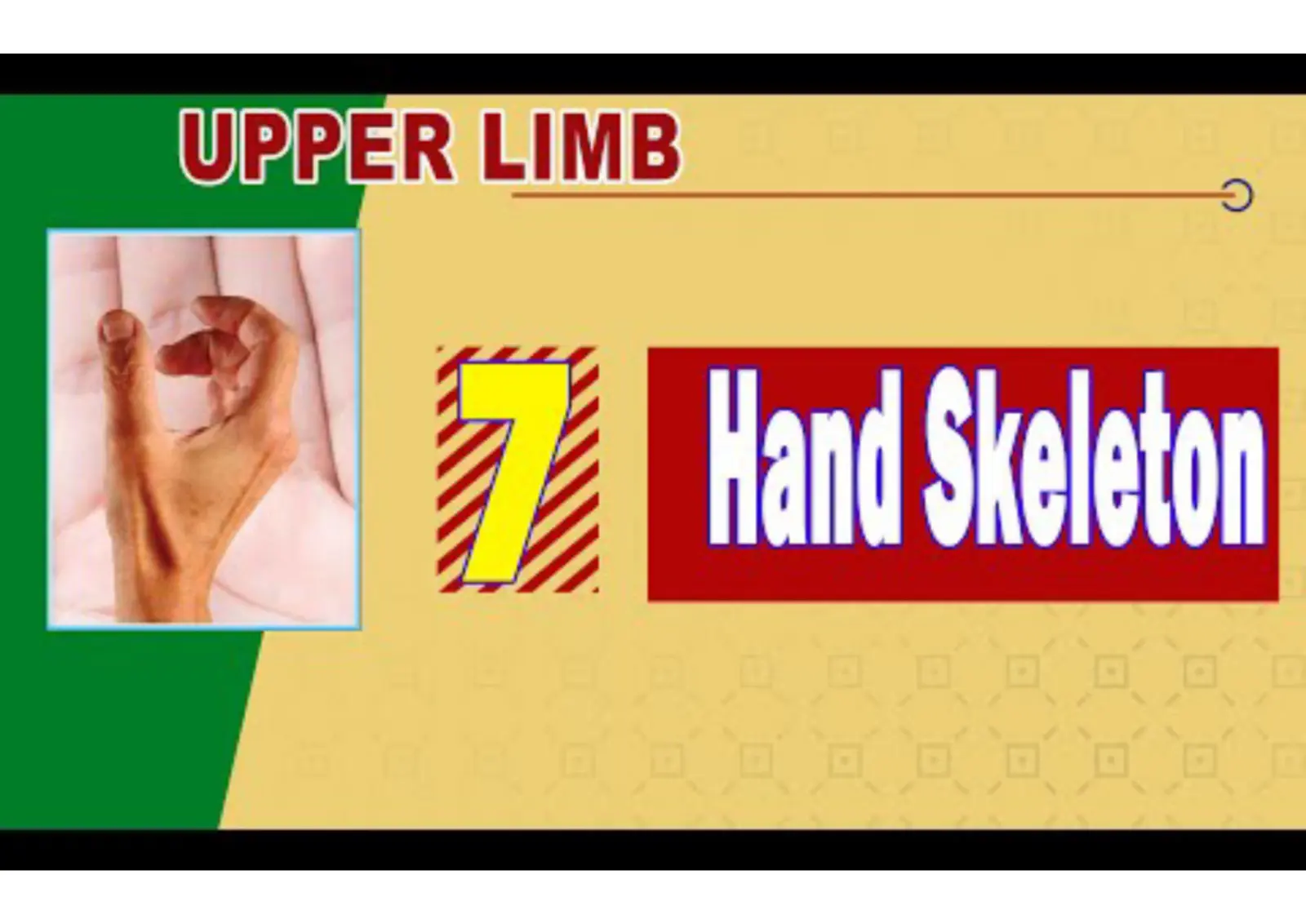 غلاف تقرير UPPER LIMB Hand Skeleton