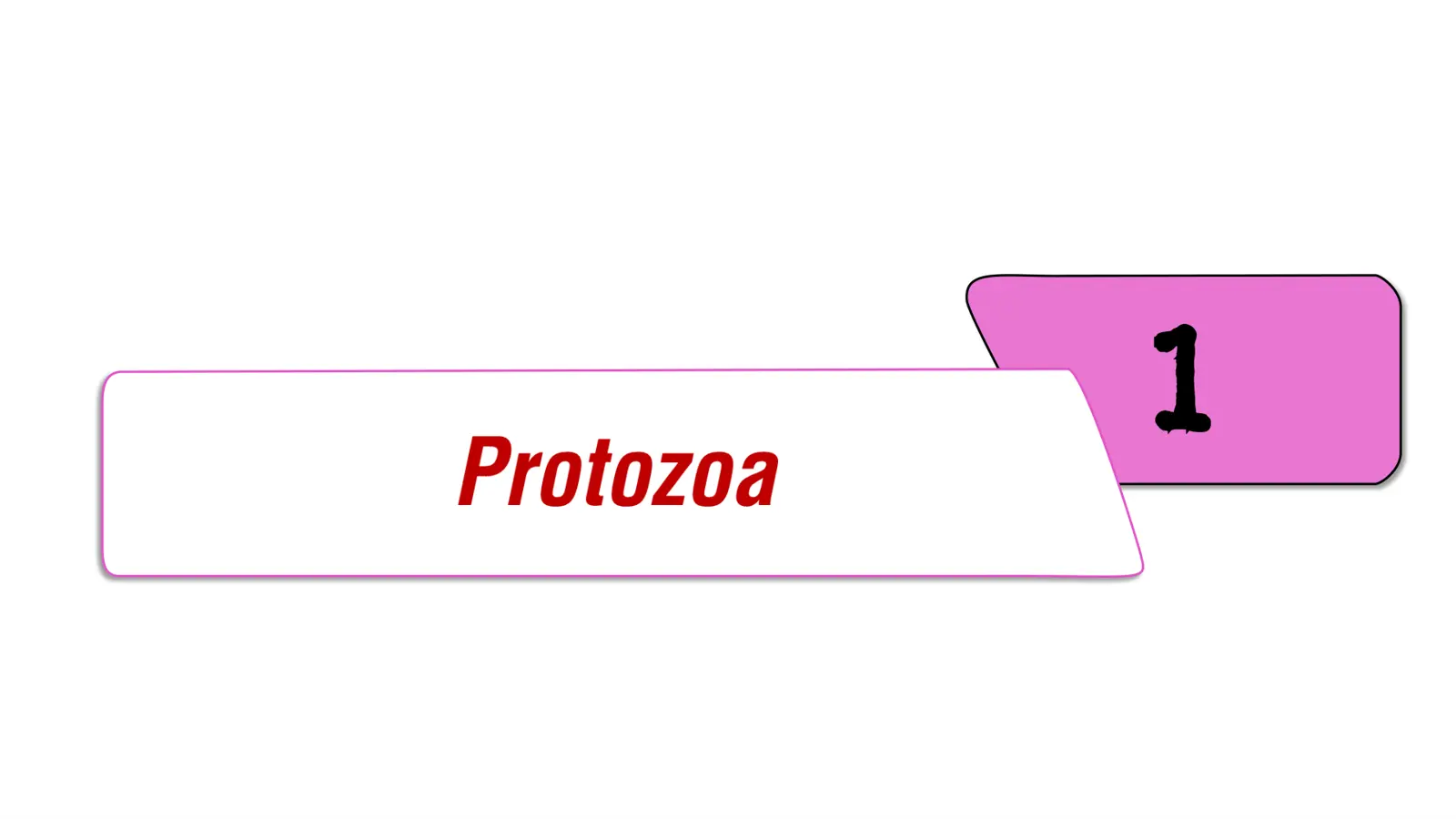 غلاف تقرير Protozoa