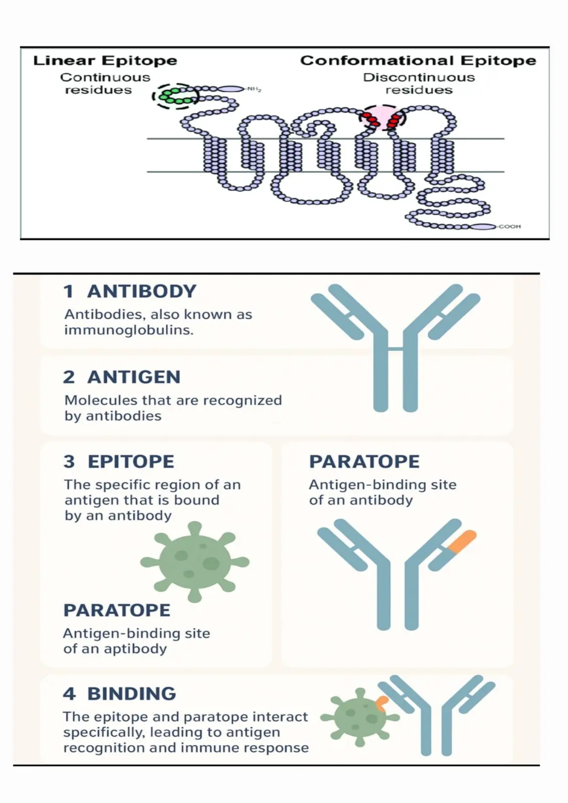 غلاف تقرير Linear Epitope