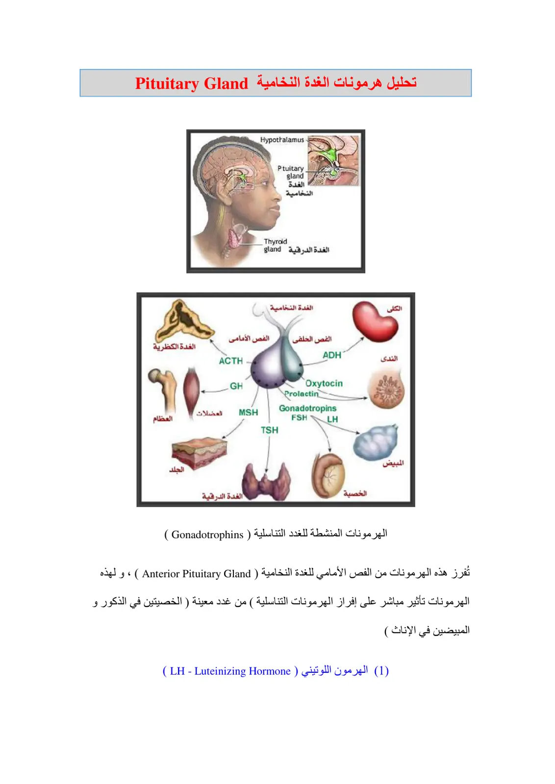 غلاف تقرير تحليل هرمونات الغدة النخامية Pituitary Gland