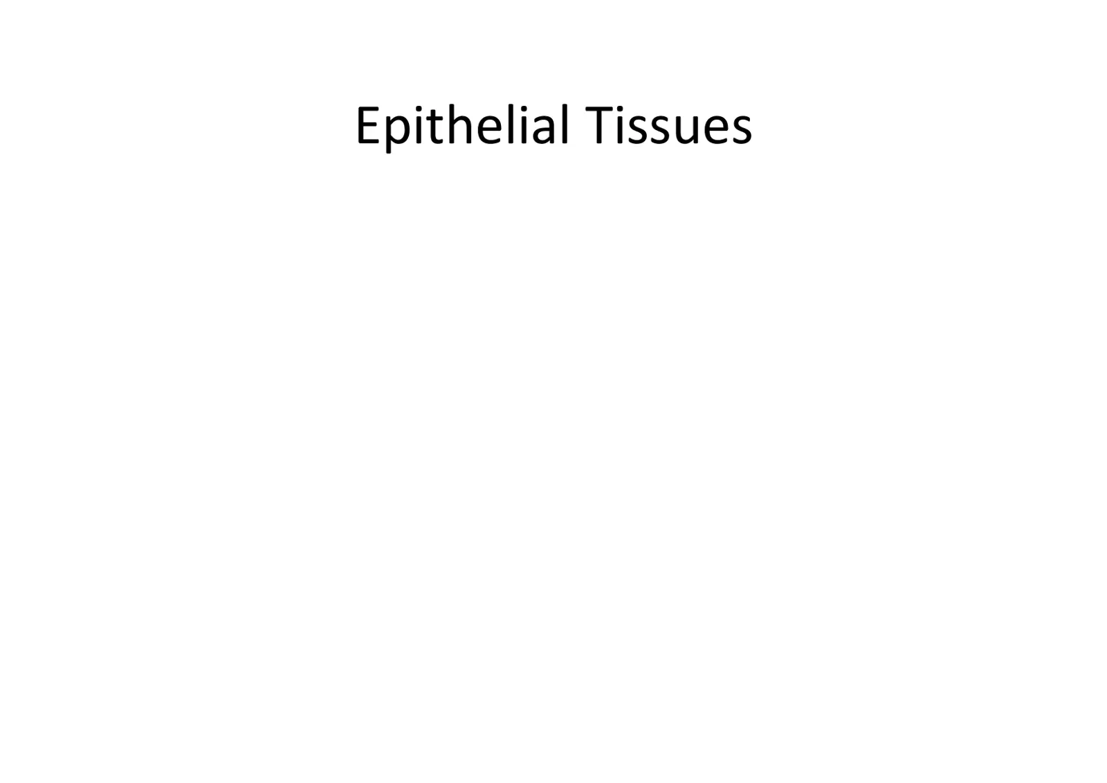 غلاف تقرير Epithelial Tissues