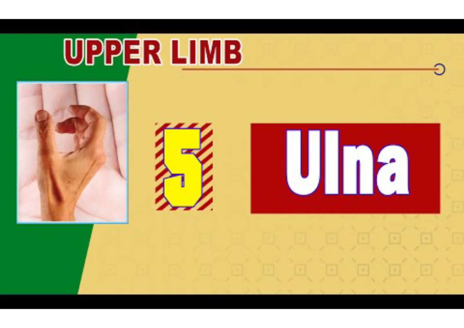 غلاف تقرير UPPER LIMB Ulna