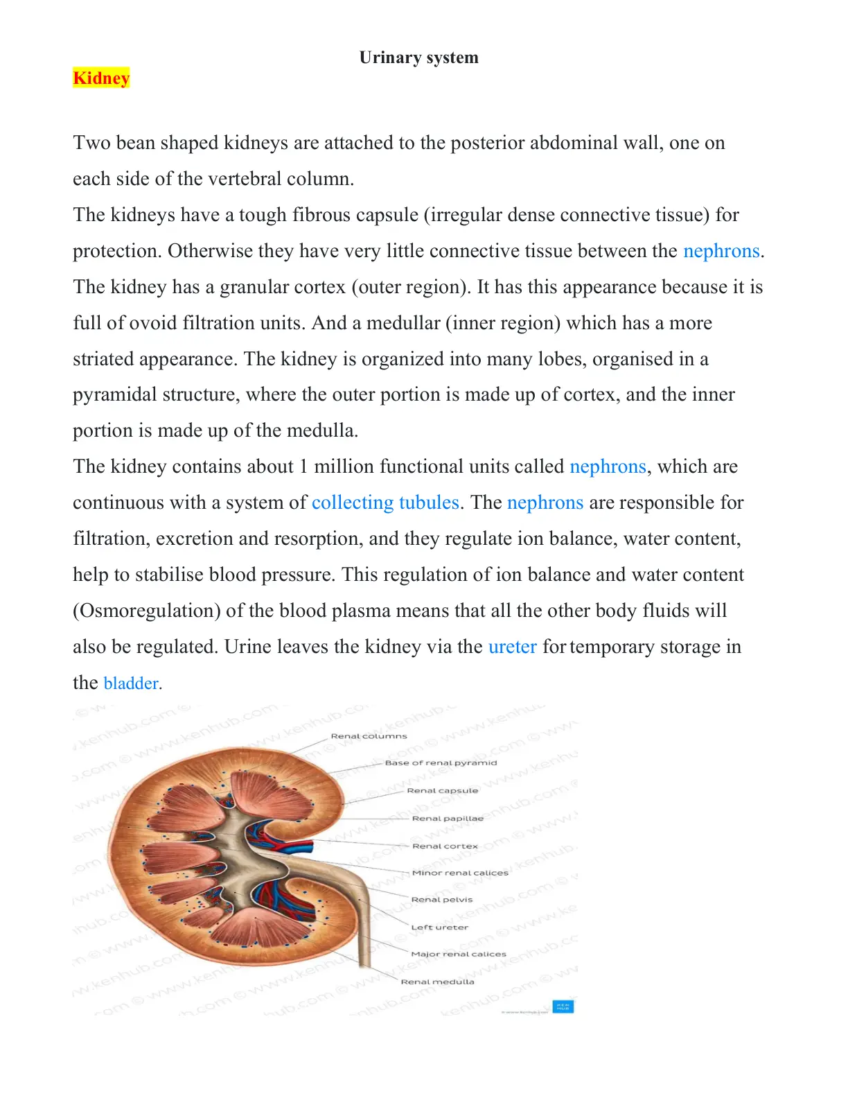 غلاف تقرير Kidney Urinary system