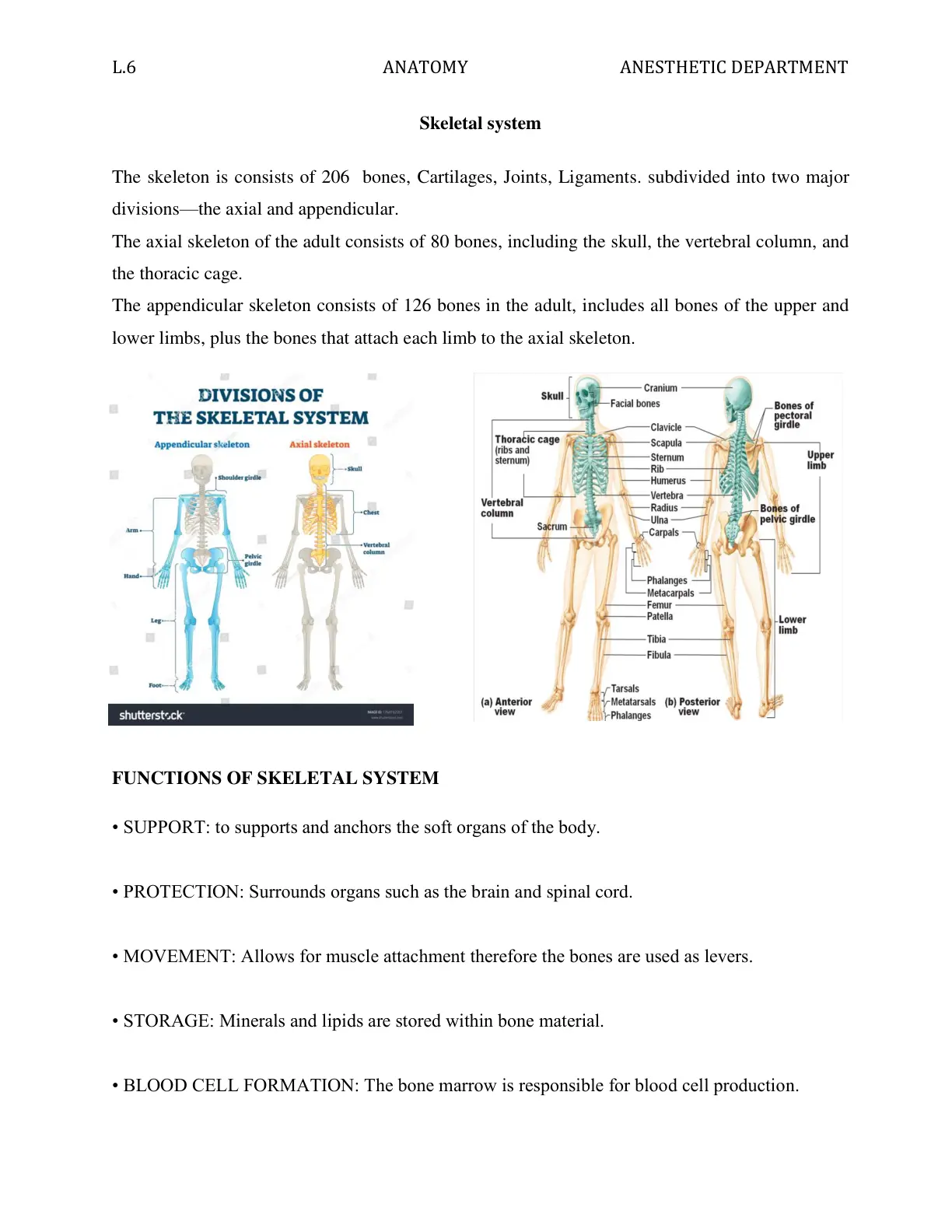 غلاف تقرير Skeletal System Anatomy