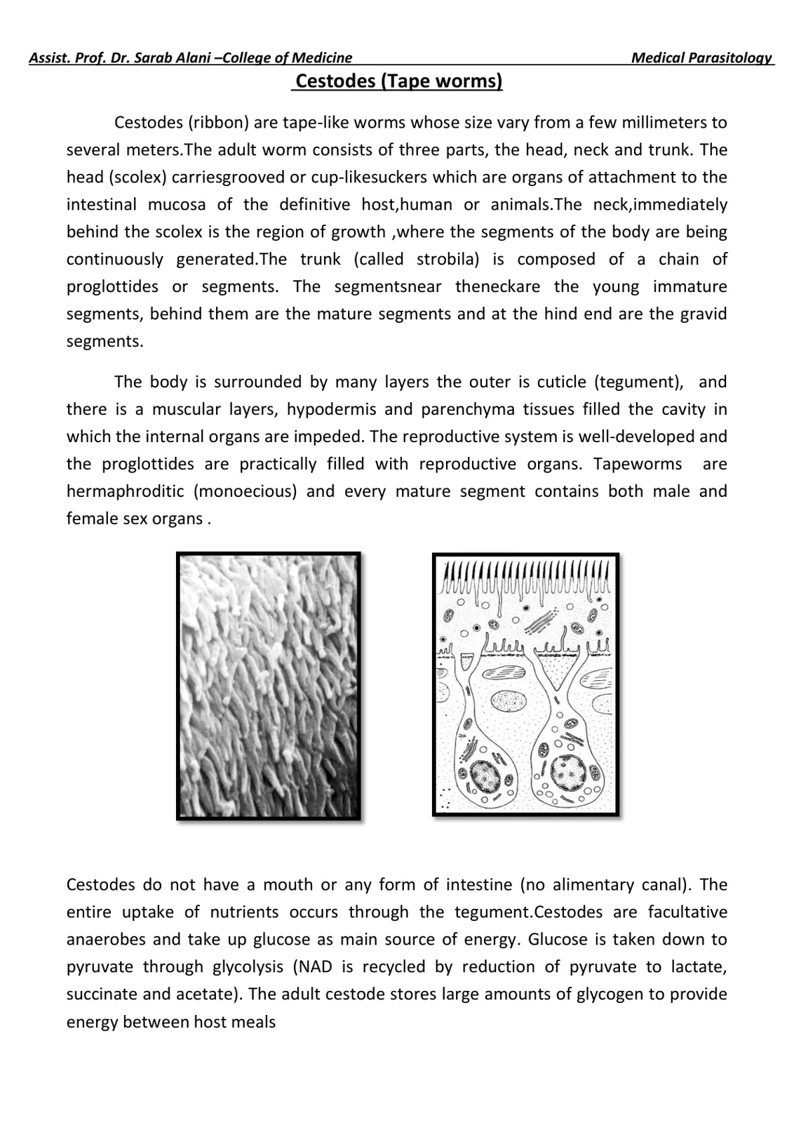 غلاف تقرير Cestodes (Tape worms)
