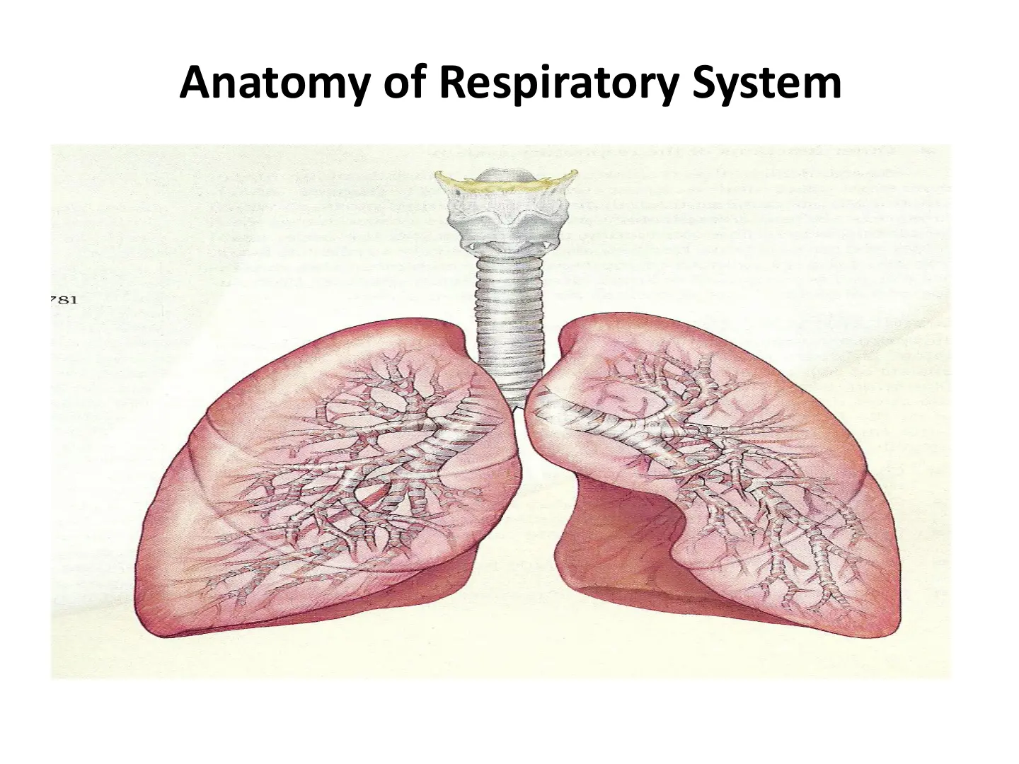 غلاف تقرير Anatomy of Respiratory System