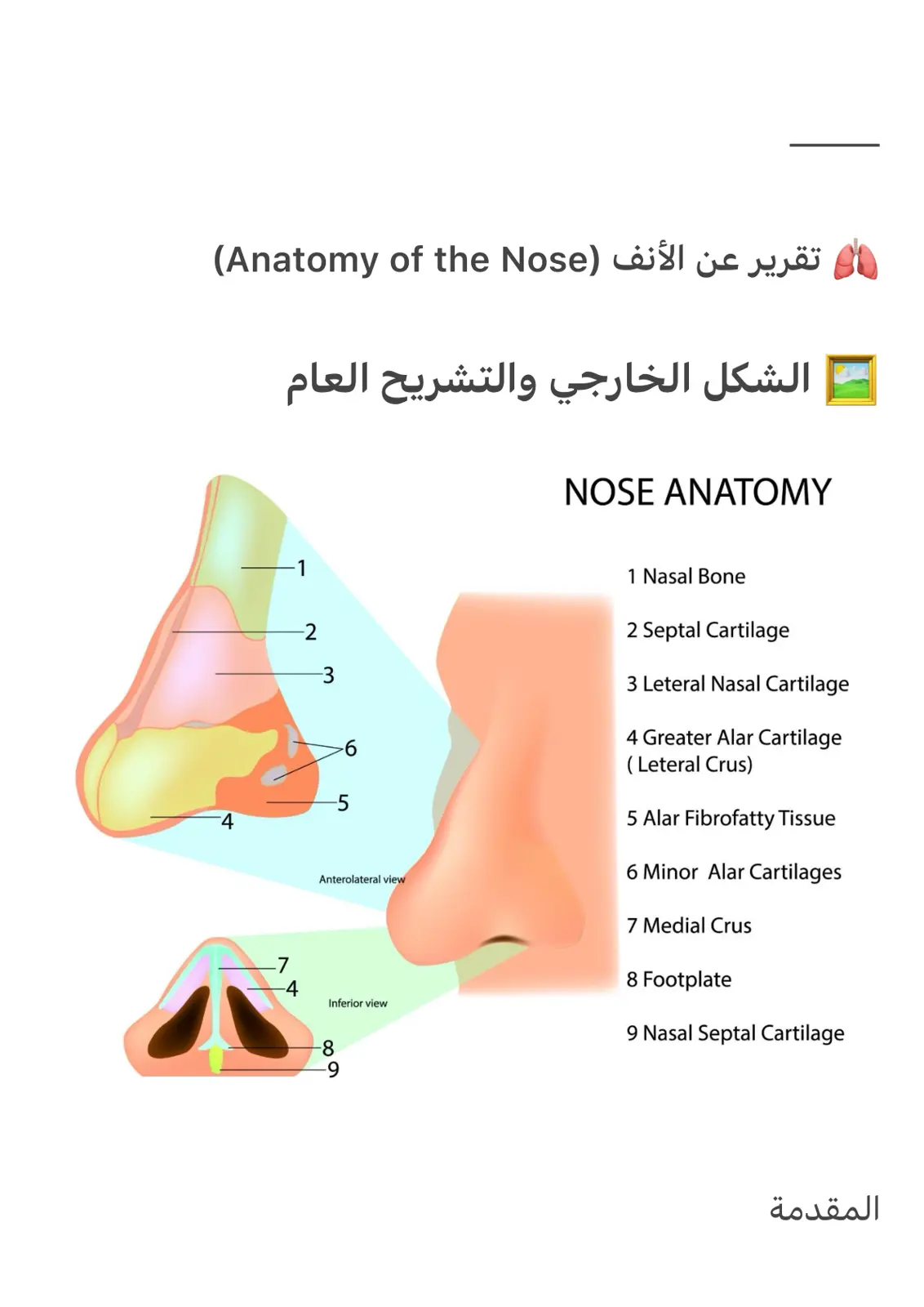 غلاف تقرير تقرير عن الأنف (Anatomy of the Nose)