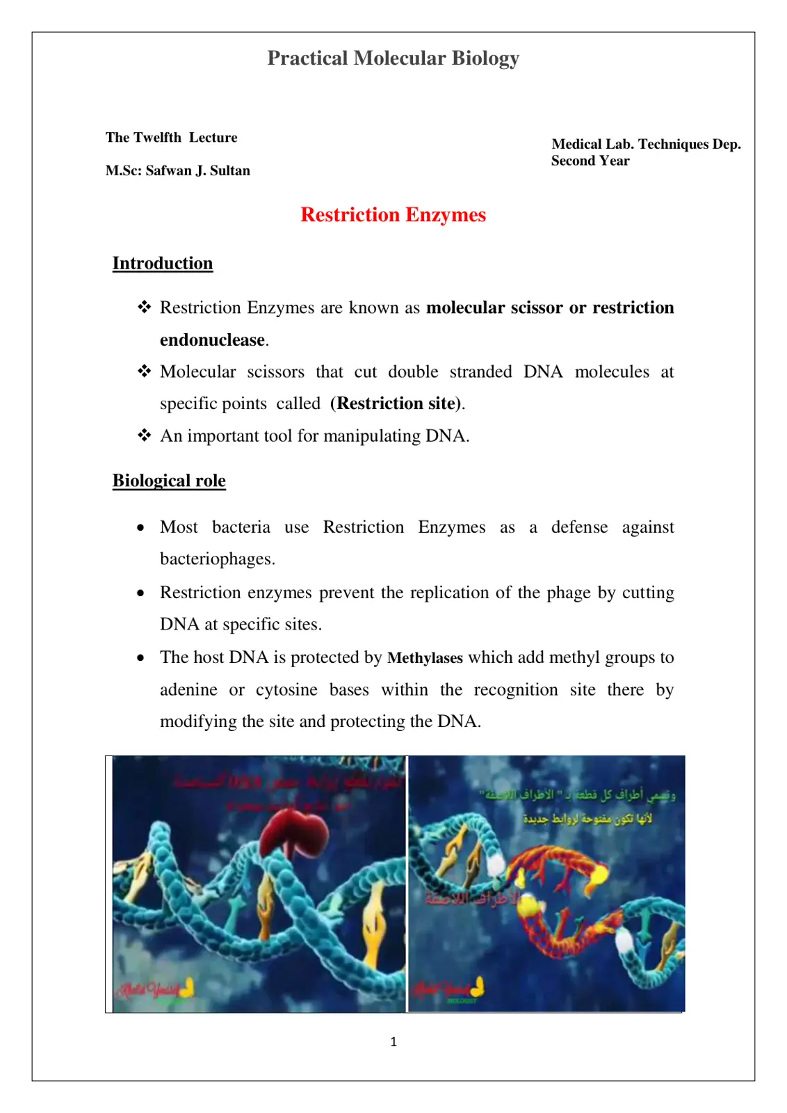 غلاف تقرير Practical Molecular Biology
The Twelfth Lecture
Restriction Enzymes
