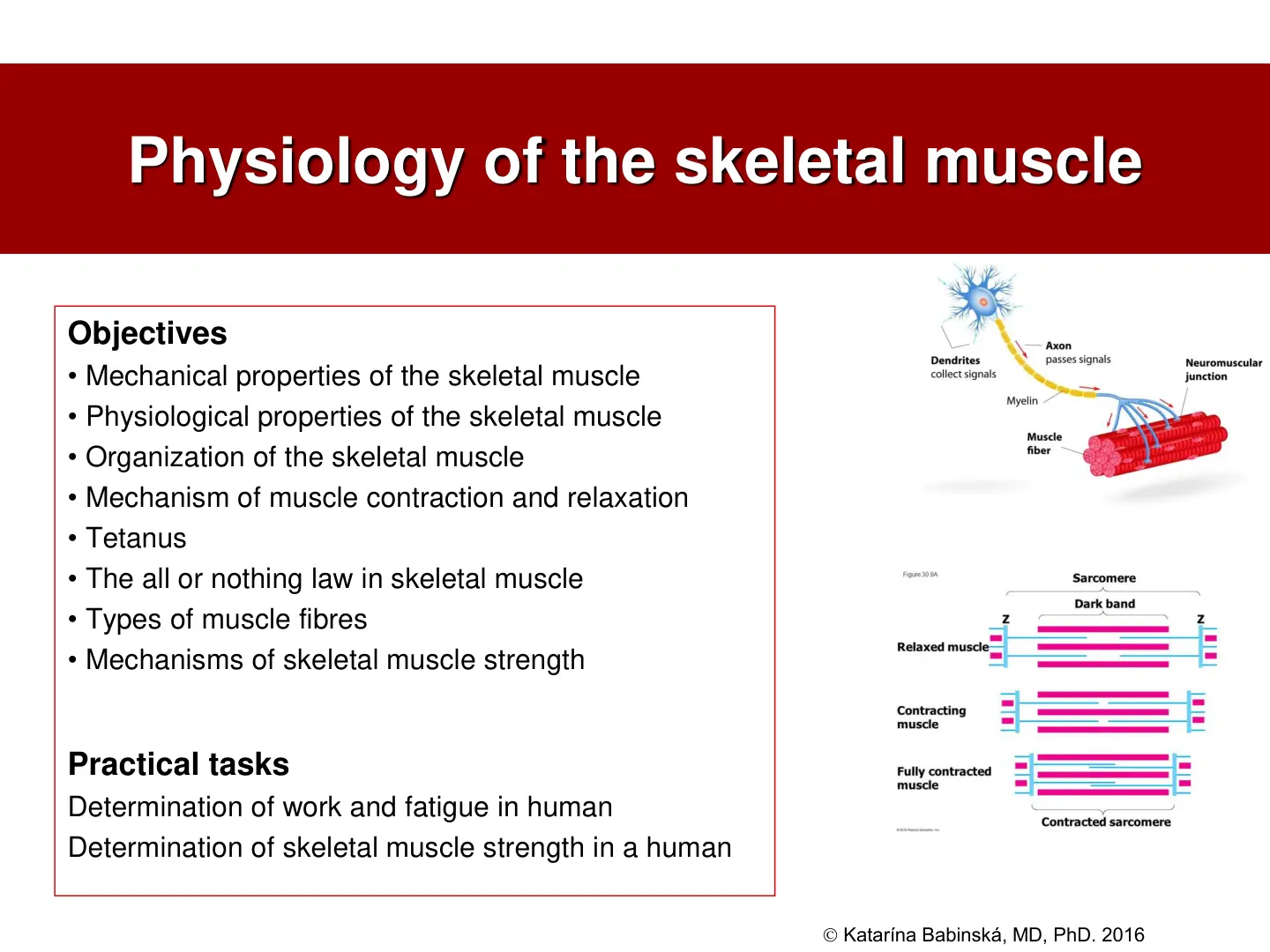 غلاف تقرير Physiology of the Skeletal Muscle