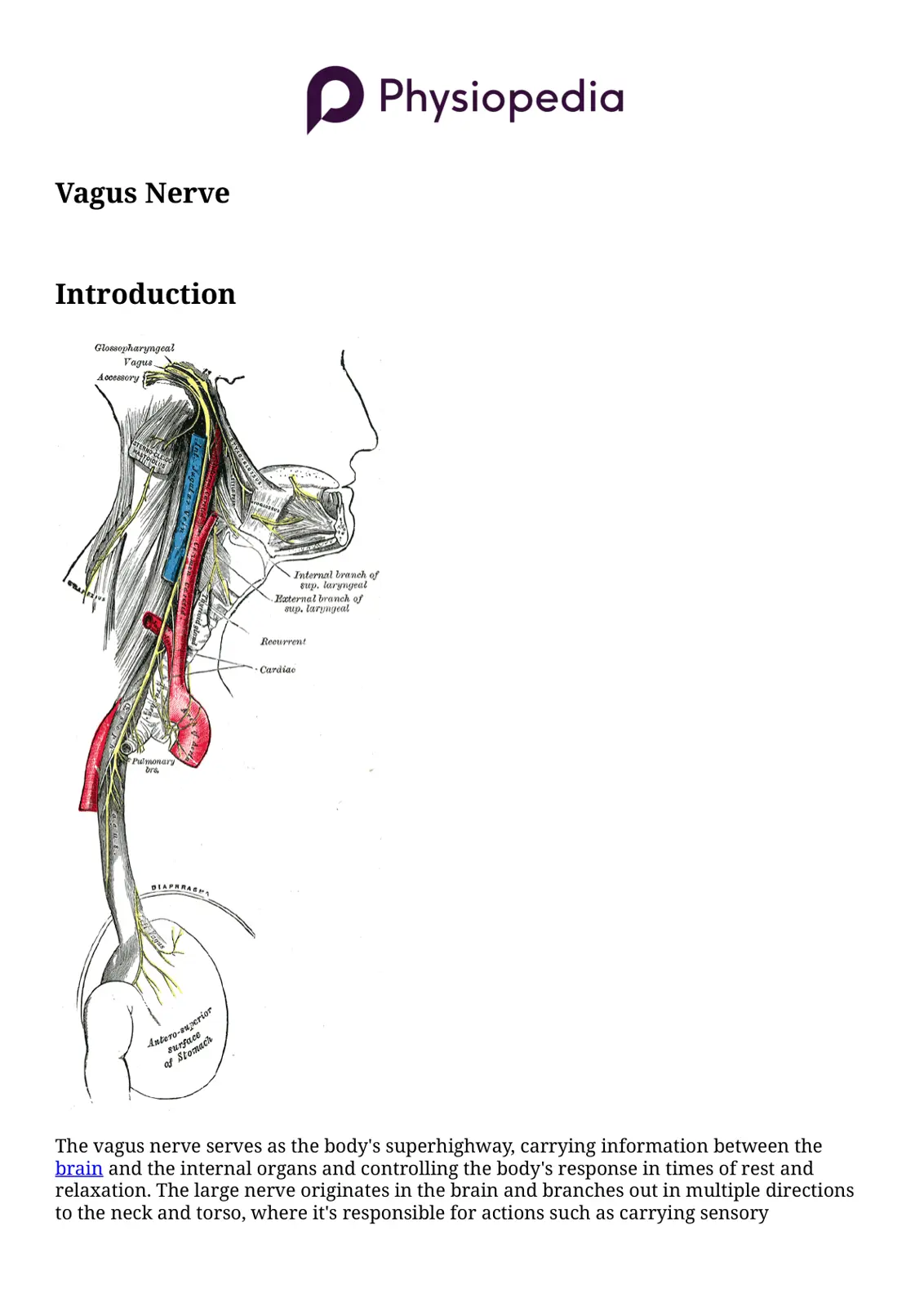 غلاف تقرير Vagus Nerve