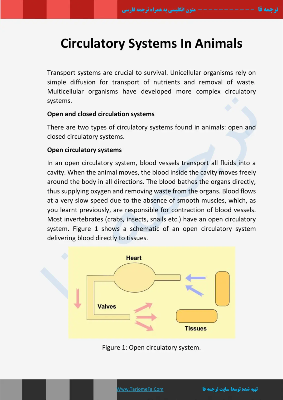 غلاف تقرير Circulatory Systems In Animals