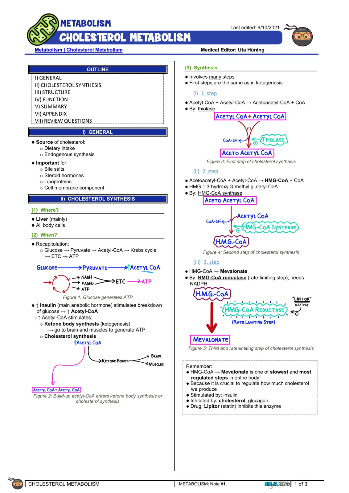 غلاف تقرير Metabolism - Cholesterol Metabolism Study Guide