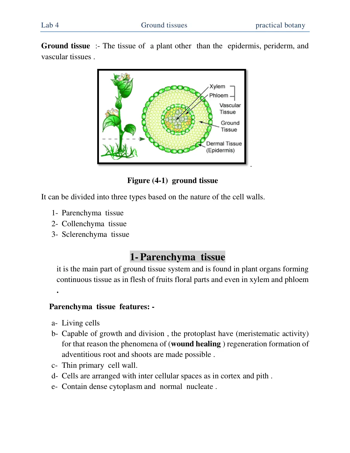 غلاف تقرير Lab 4 - Ground Tissues