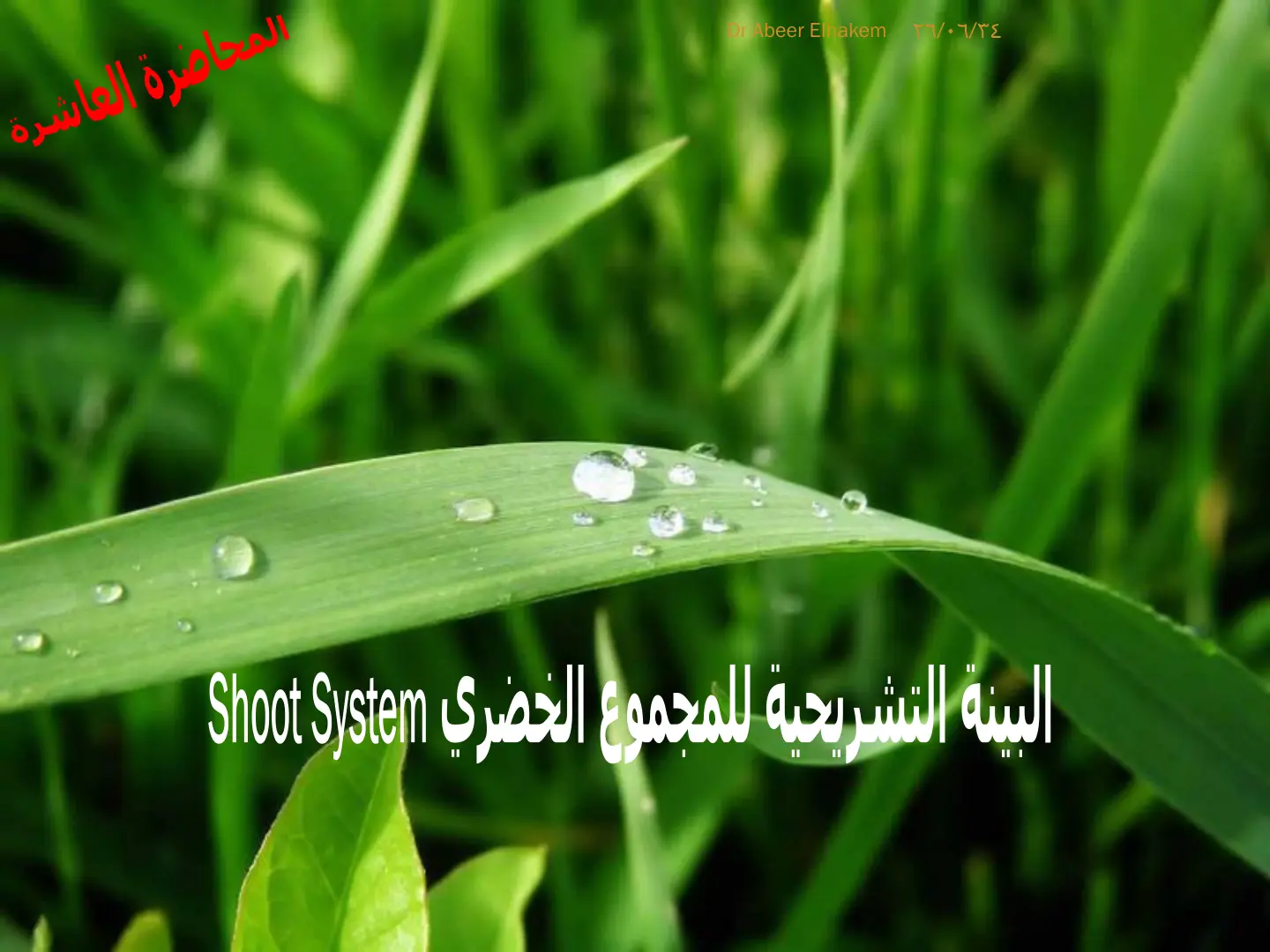 غلاف تقرير المحاضرة العاشرة: البيئة التشريحية للمجموع الخضري Shoot System